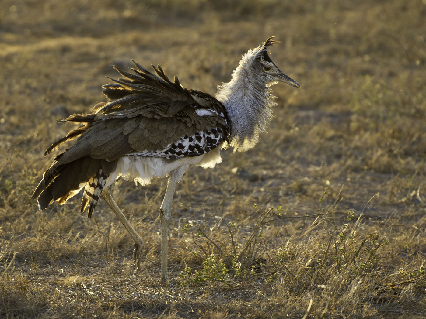 Kori Bustard