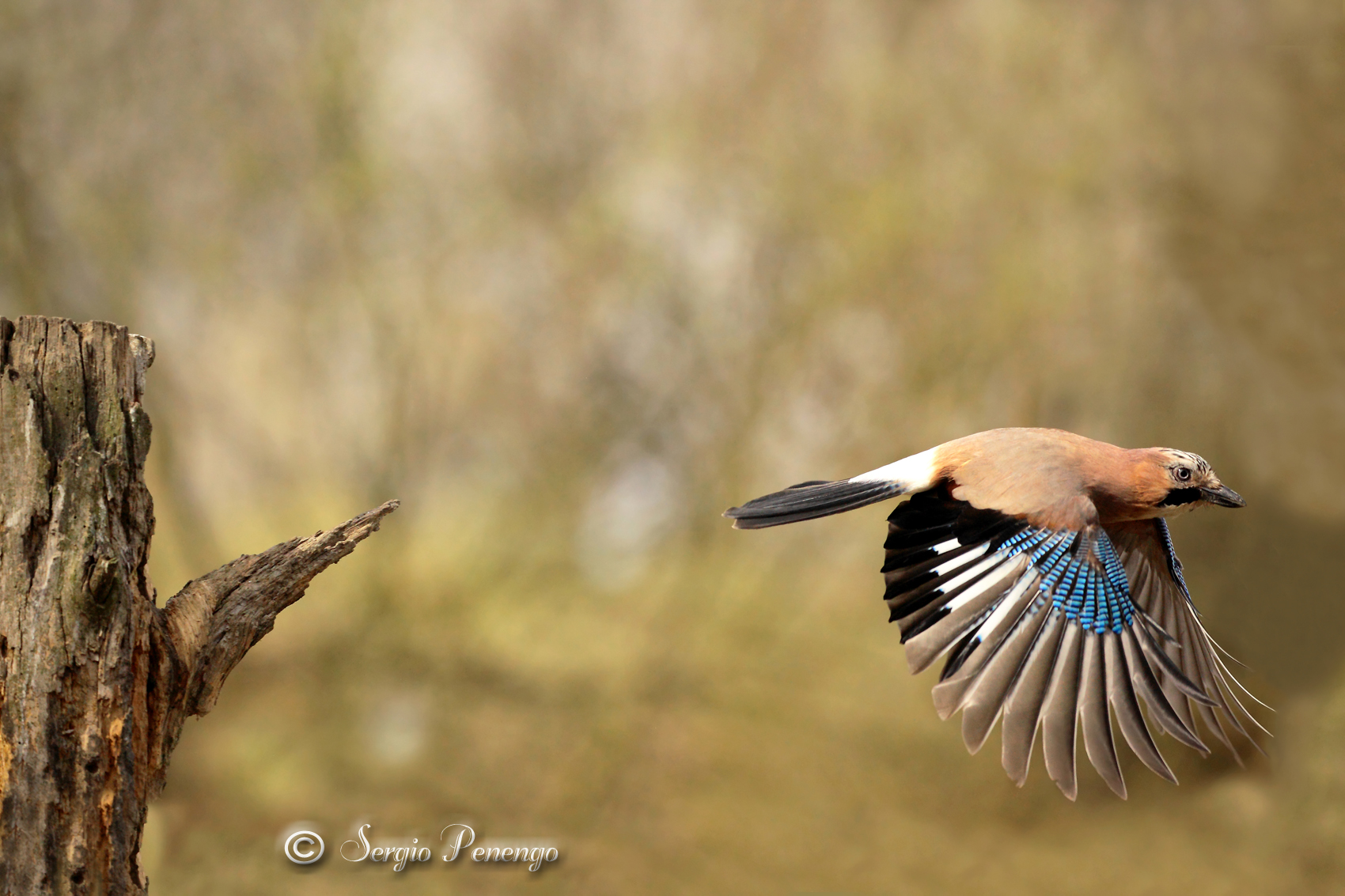 "Il volo" (della ghiandaia)