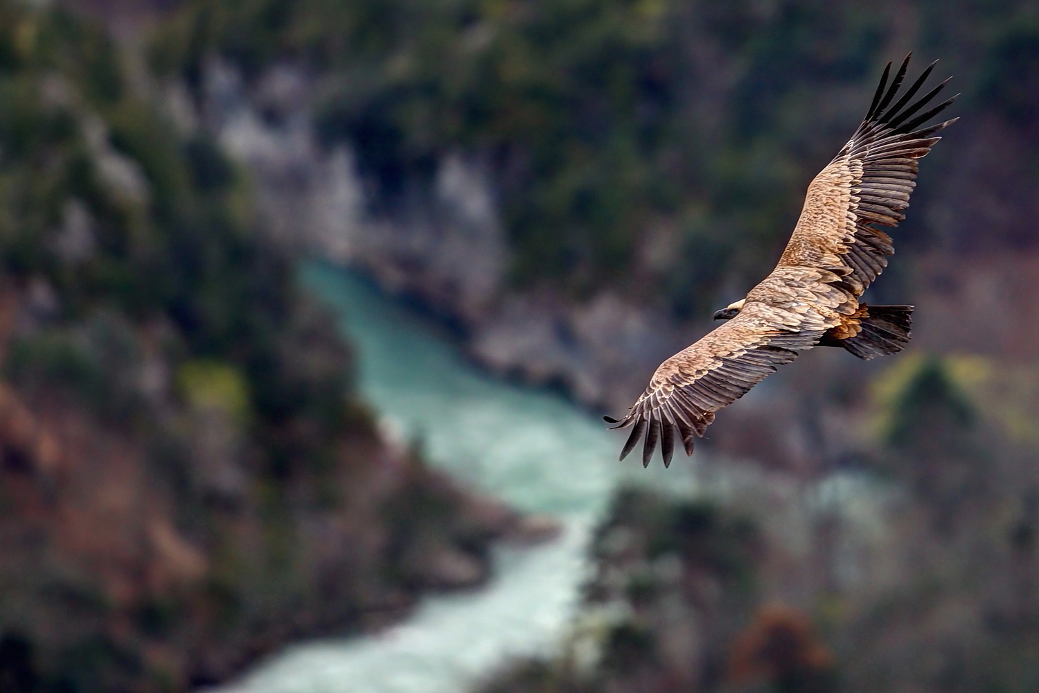 Il volo del Grifone sulle Gole del Verdon in Francia