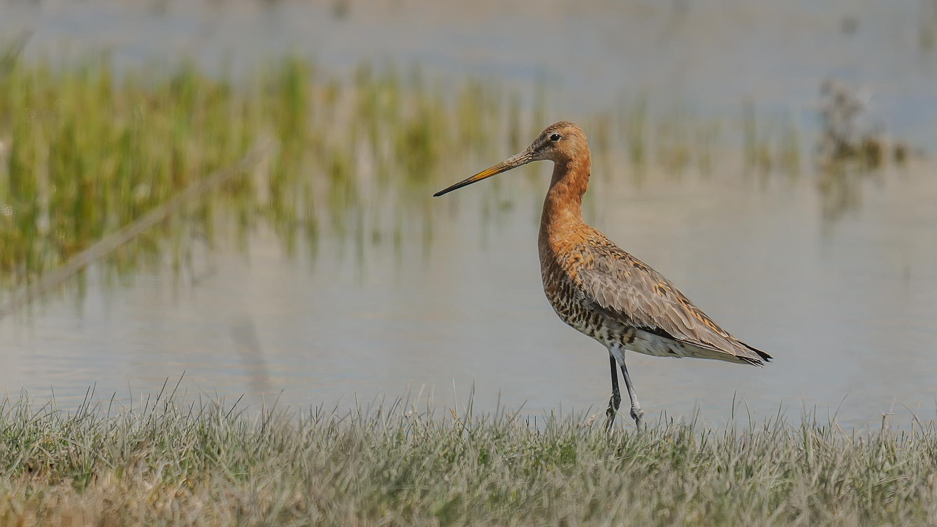Black-tailed Godwit