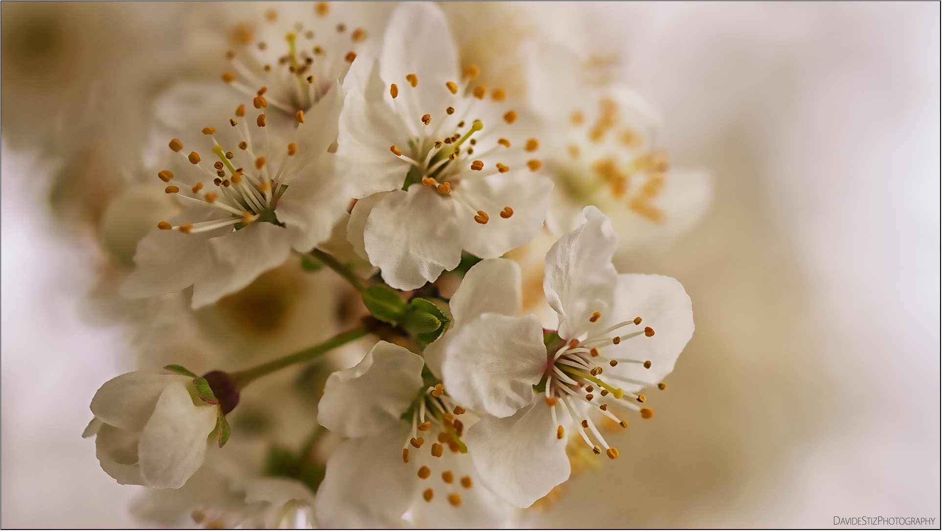 plum blossom