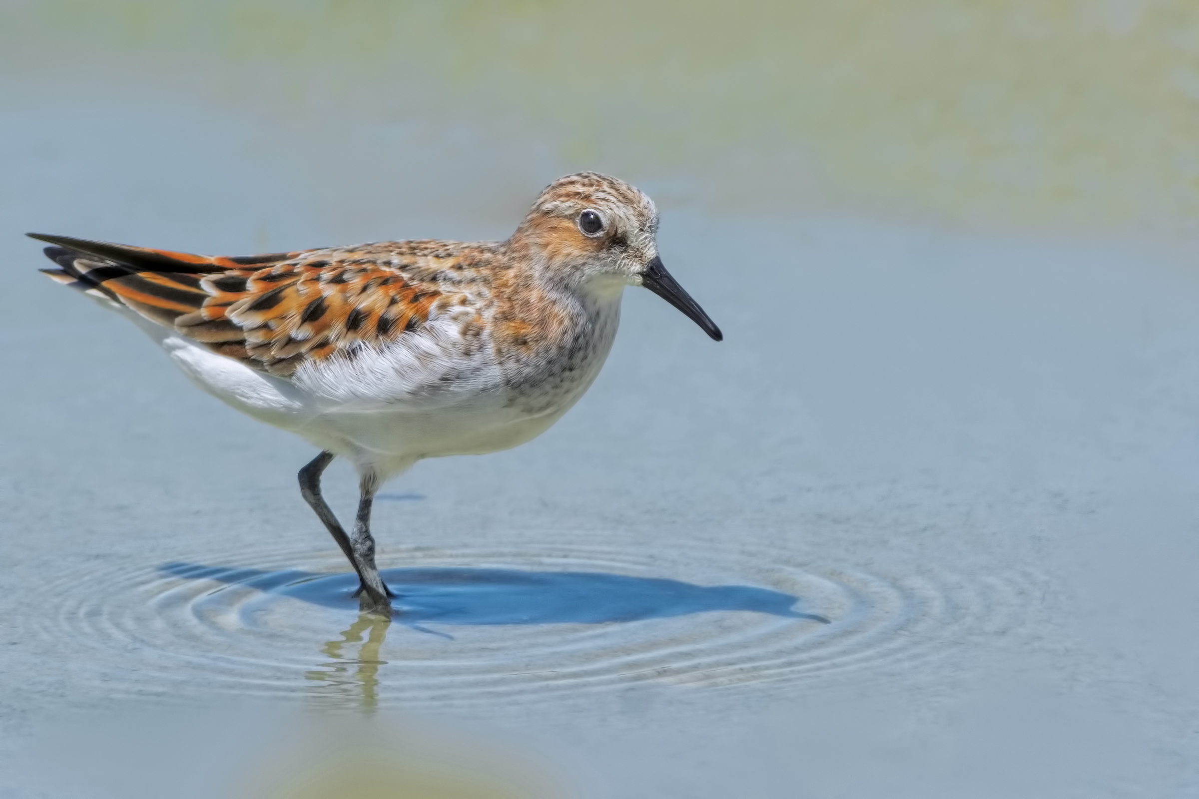 Little Stint (Calidris minuta)