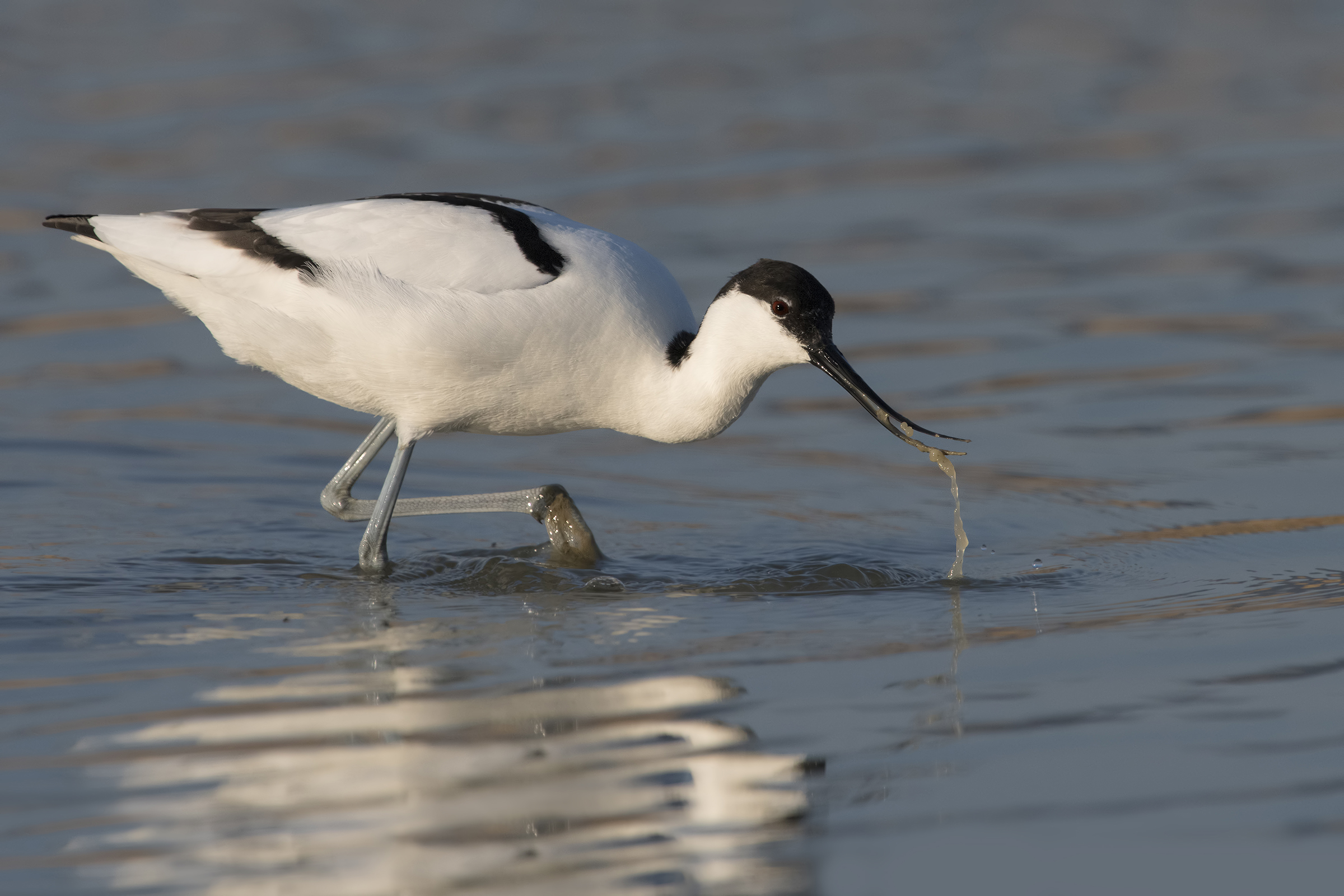 avocetta