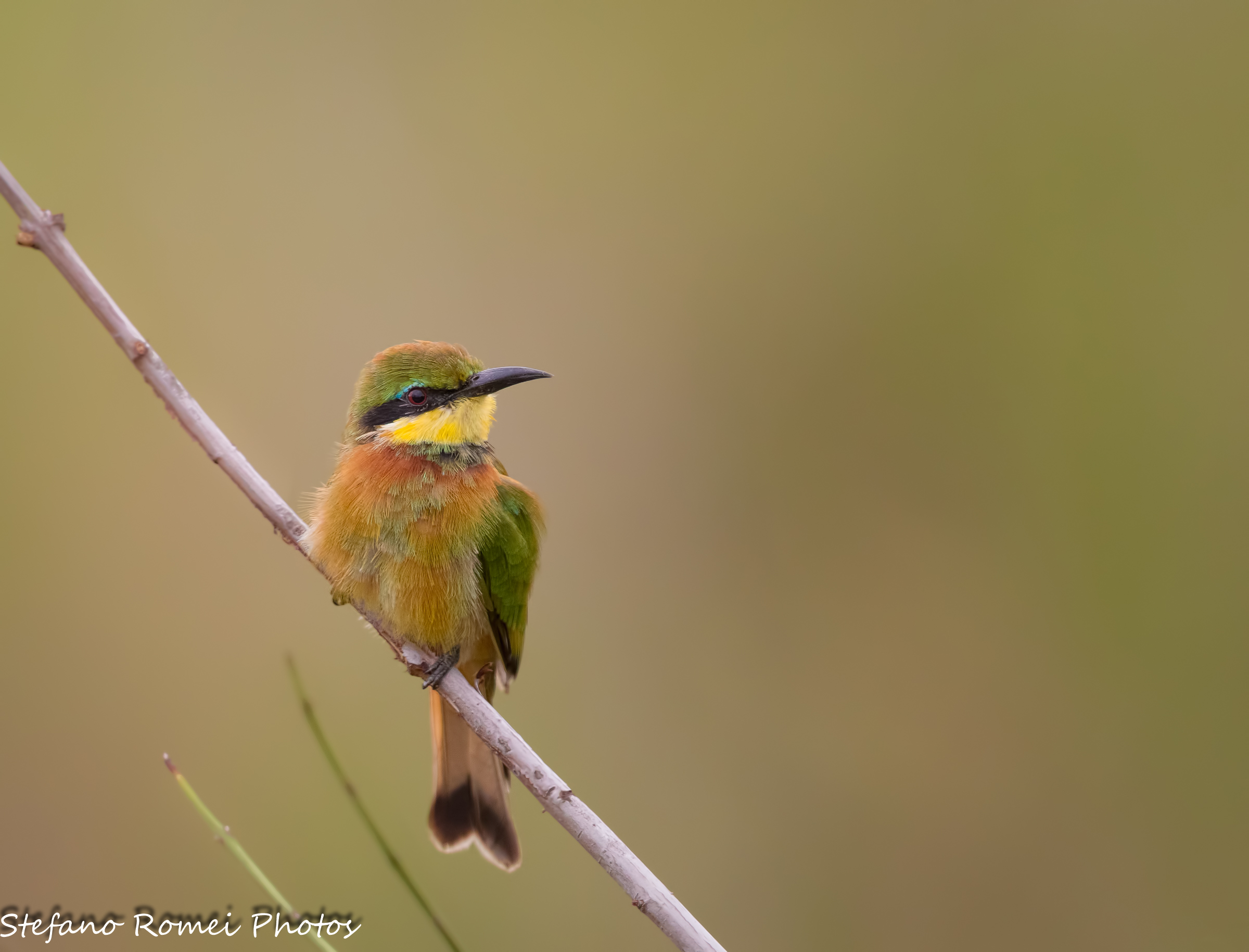 the little bee-eater
