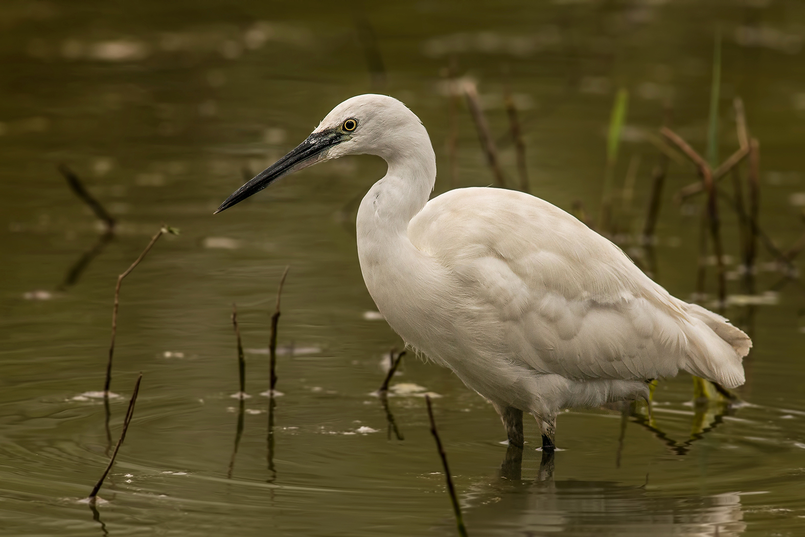 egret