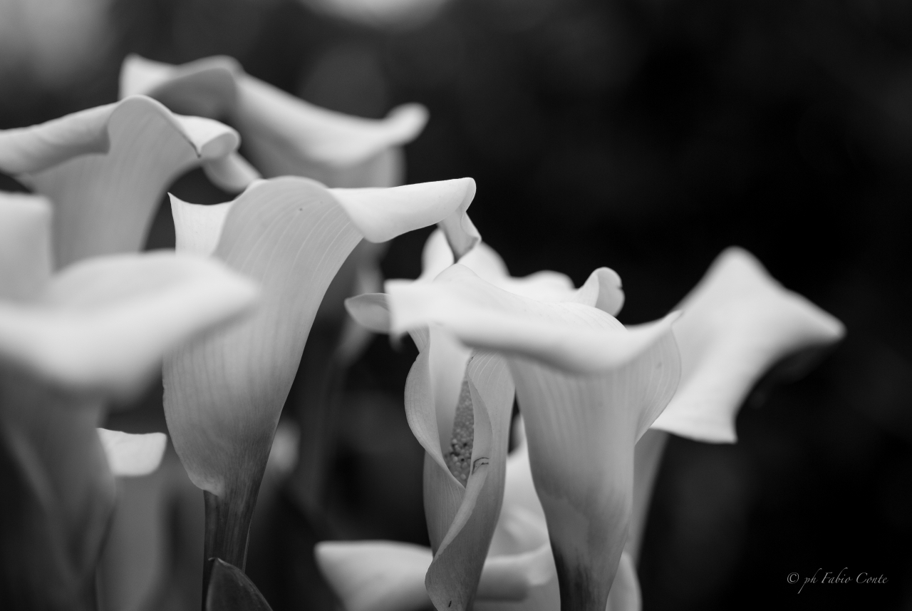 Calle, the discreet charm ...