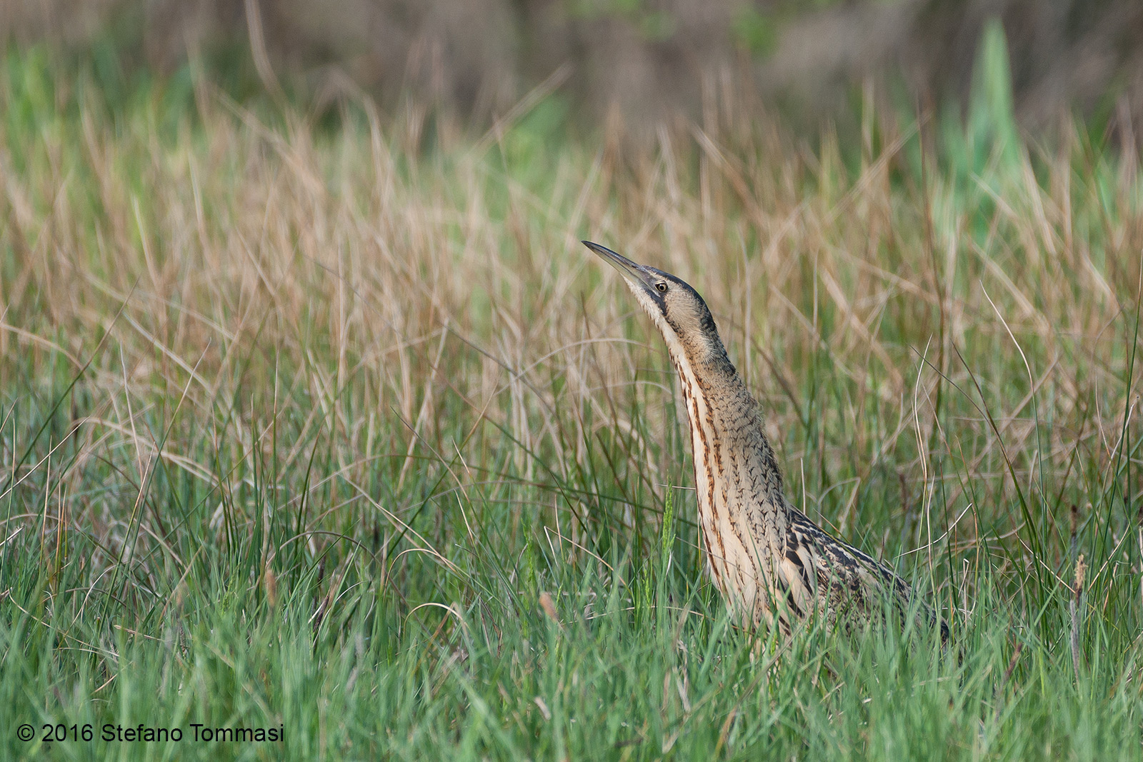 Come on, do the bittern ...