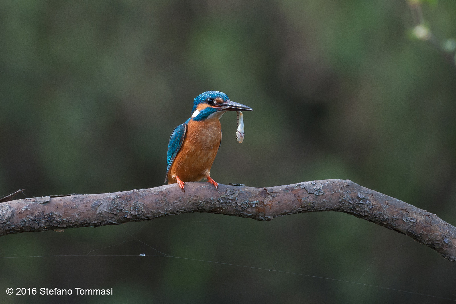 Martino in Cervara 2