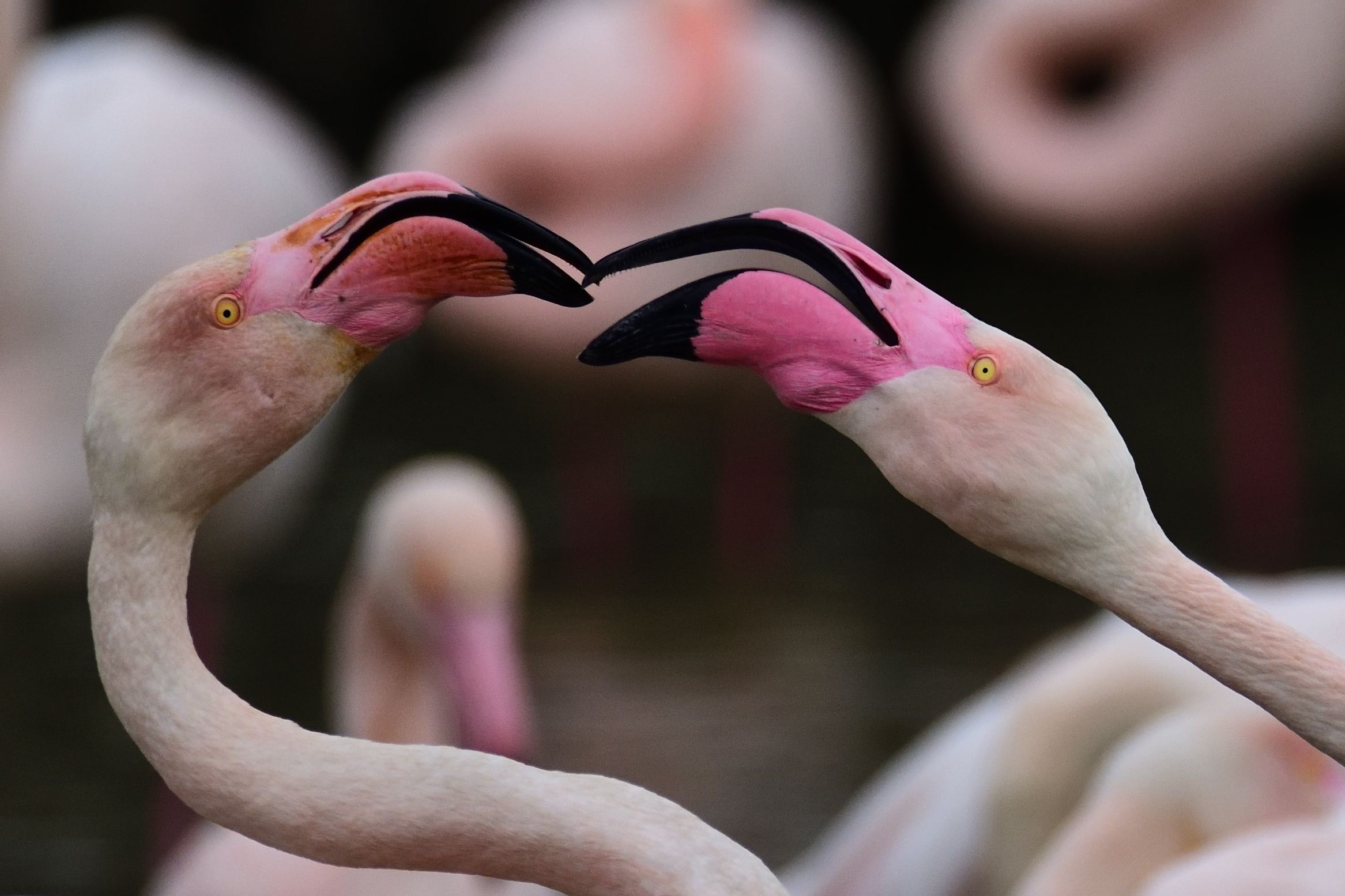 discussione tra fenicotteri