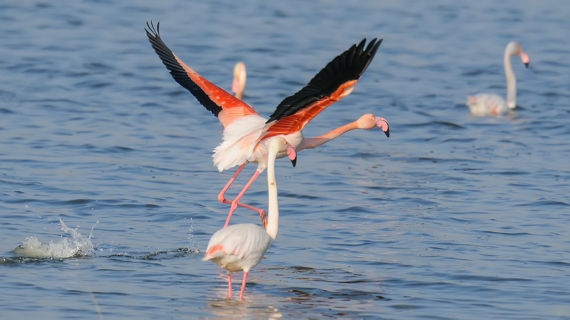 Greater Flamingo » Phoenicopterus roseus