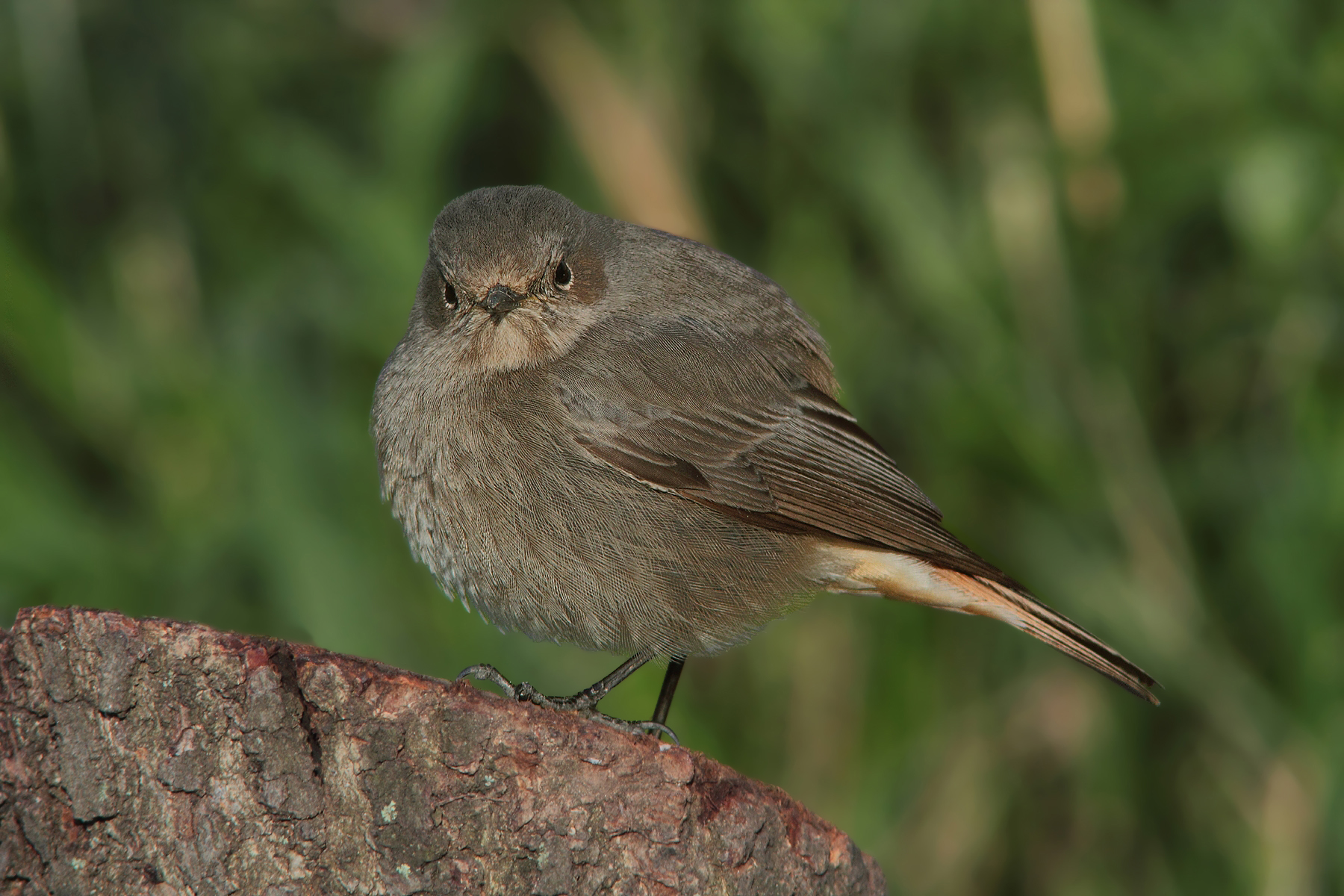 A me gli occhi (codirosso spazzacamino femmina)