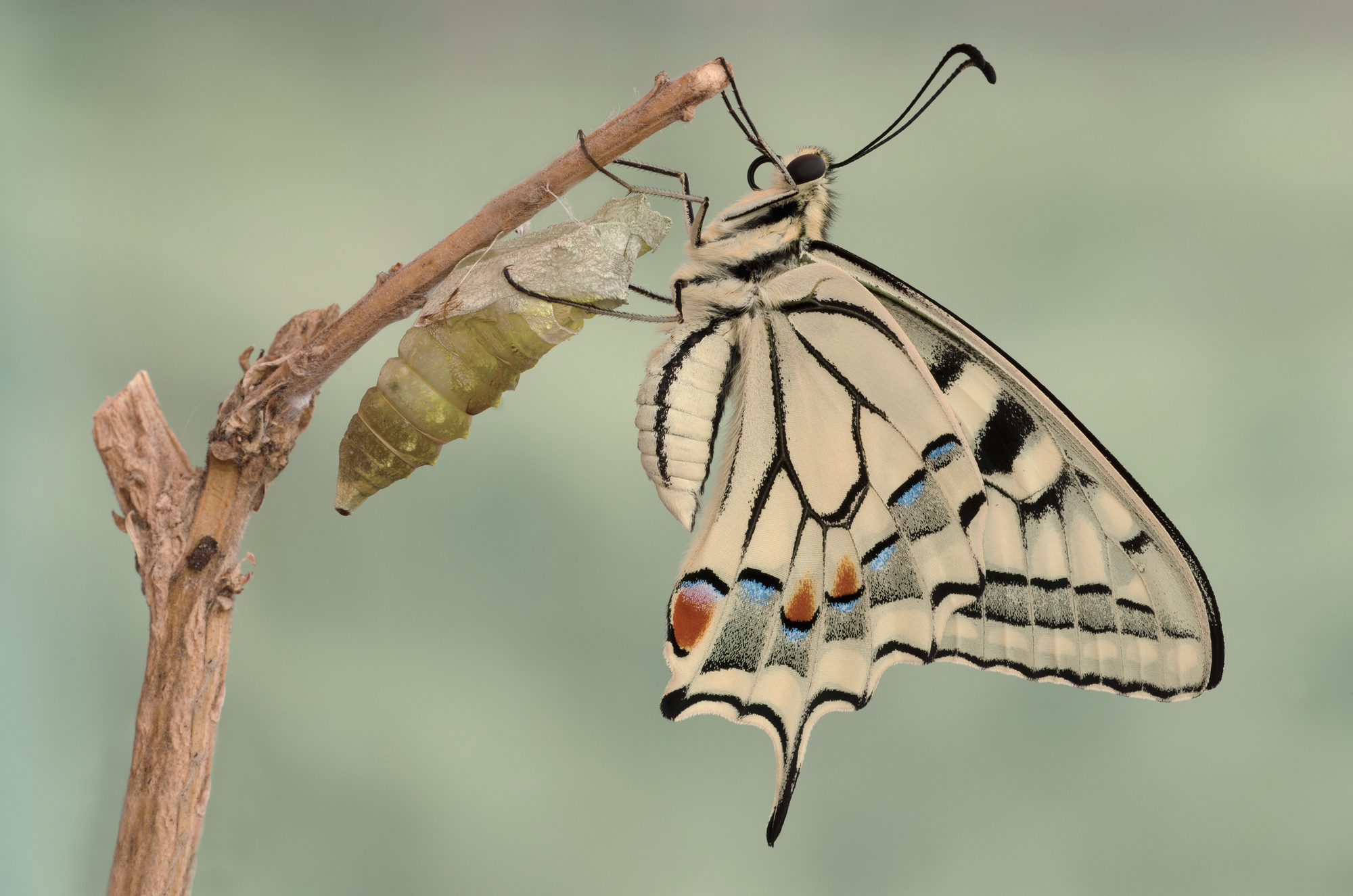 Machaon ... out of the bag!