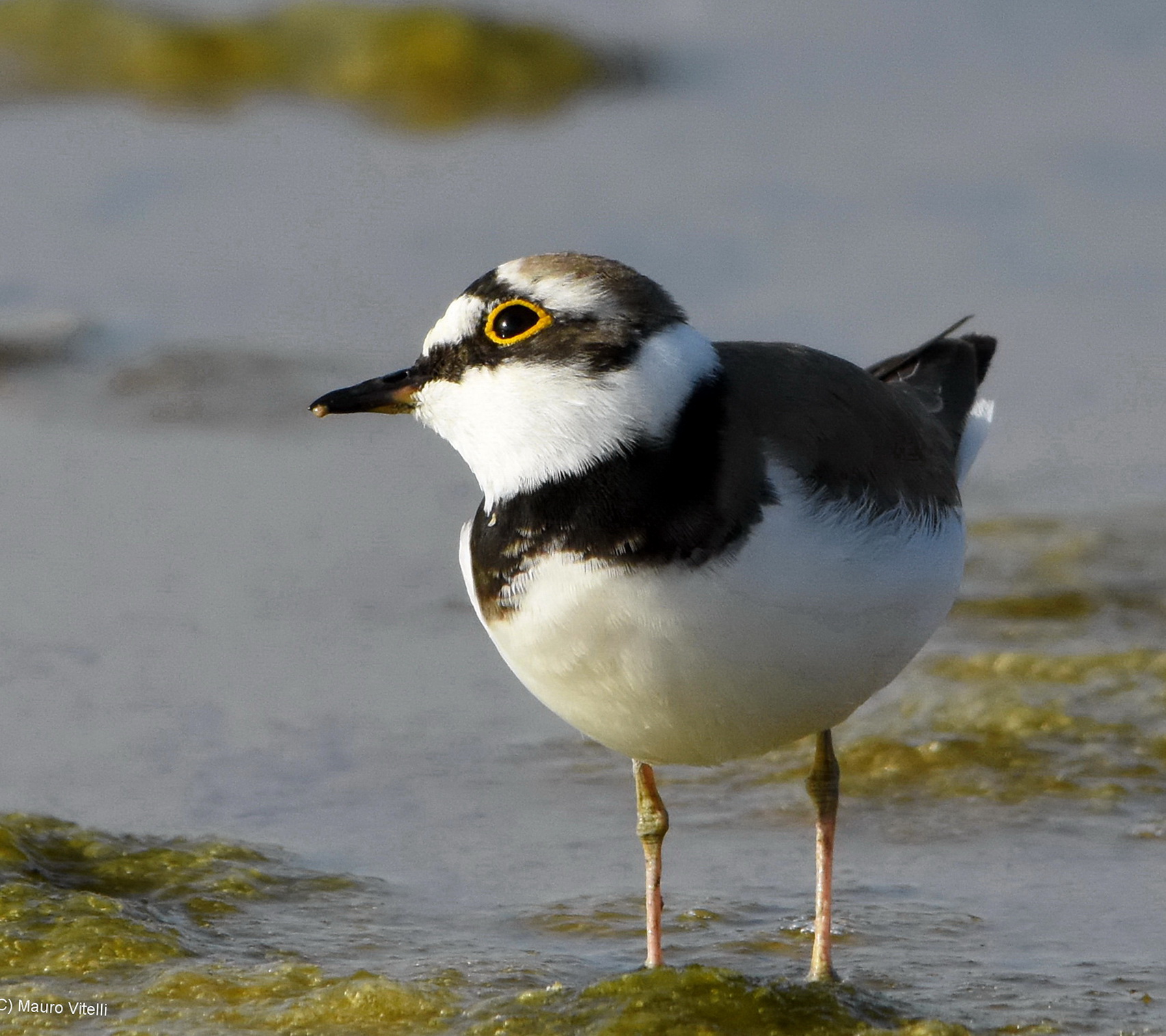 A look in the sky (Little Ringed Plover)