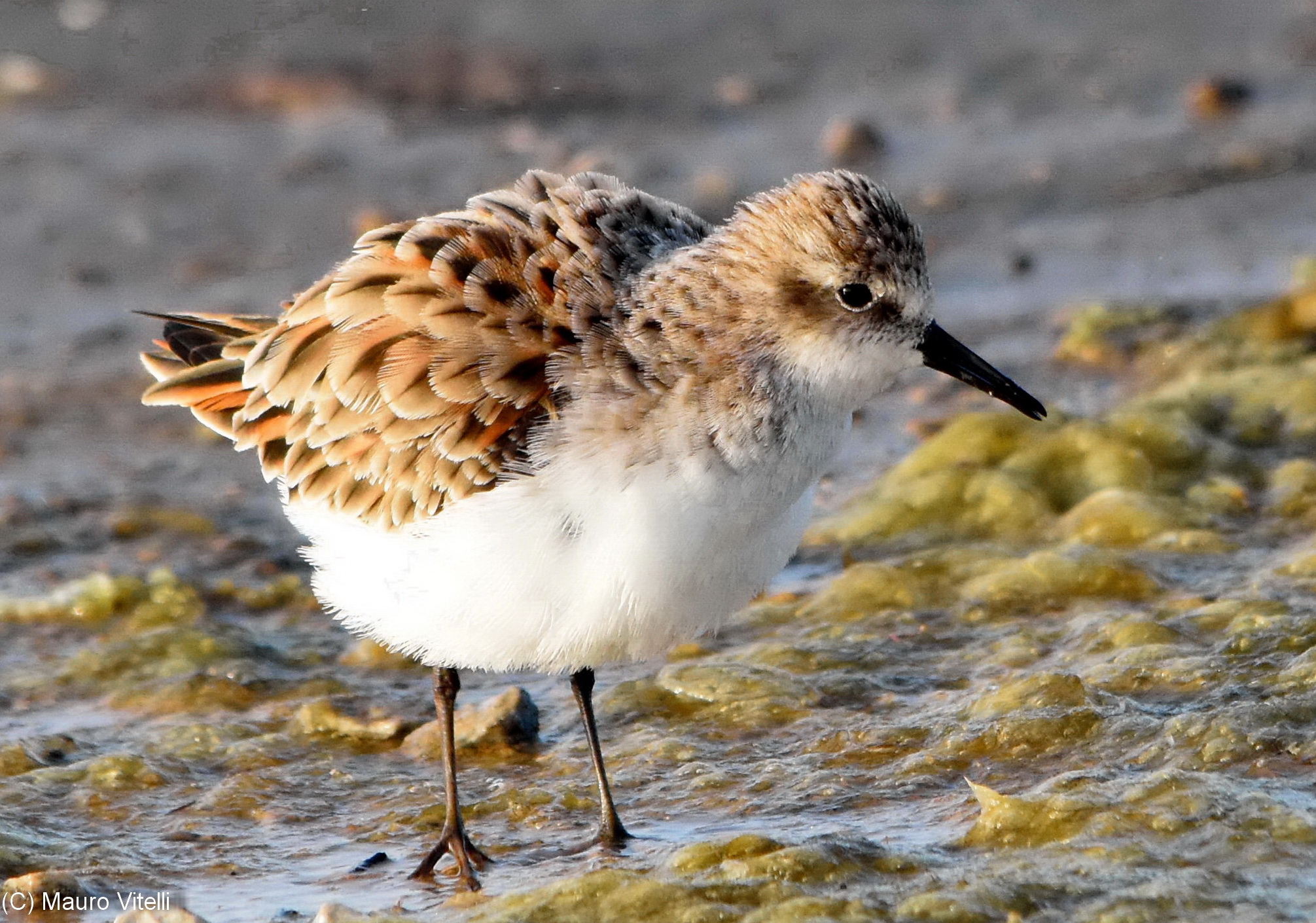 Shaggy (sandpiper)