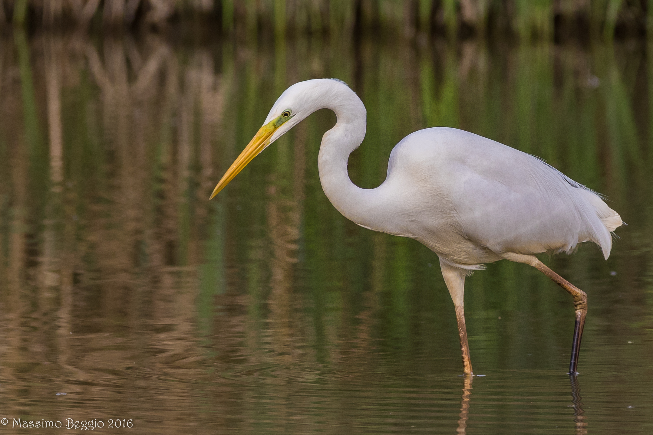 Airone bianco maggiore