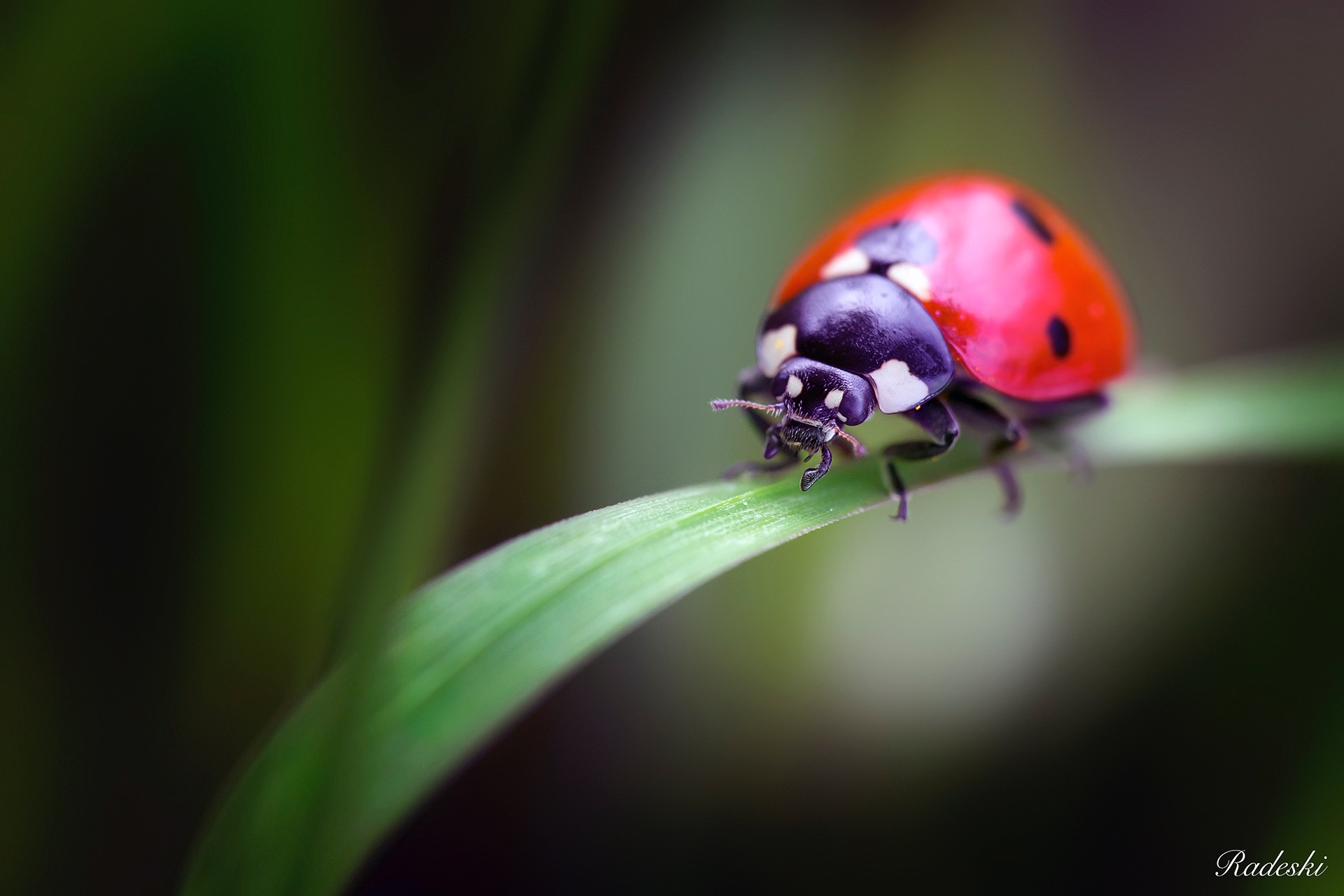 Ladybug