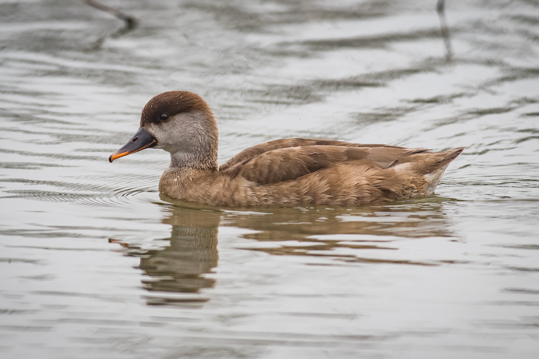 Fission turkish female