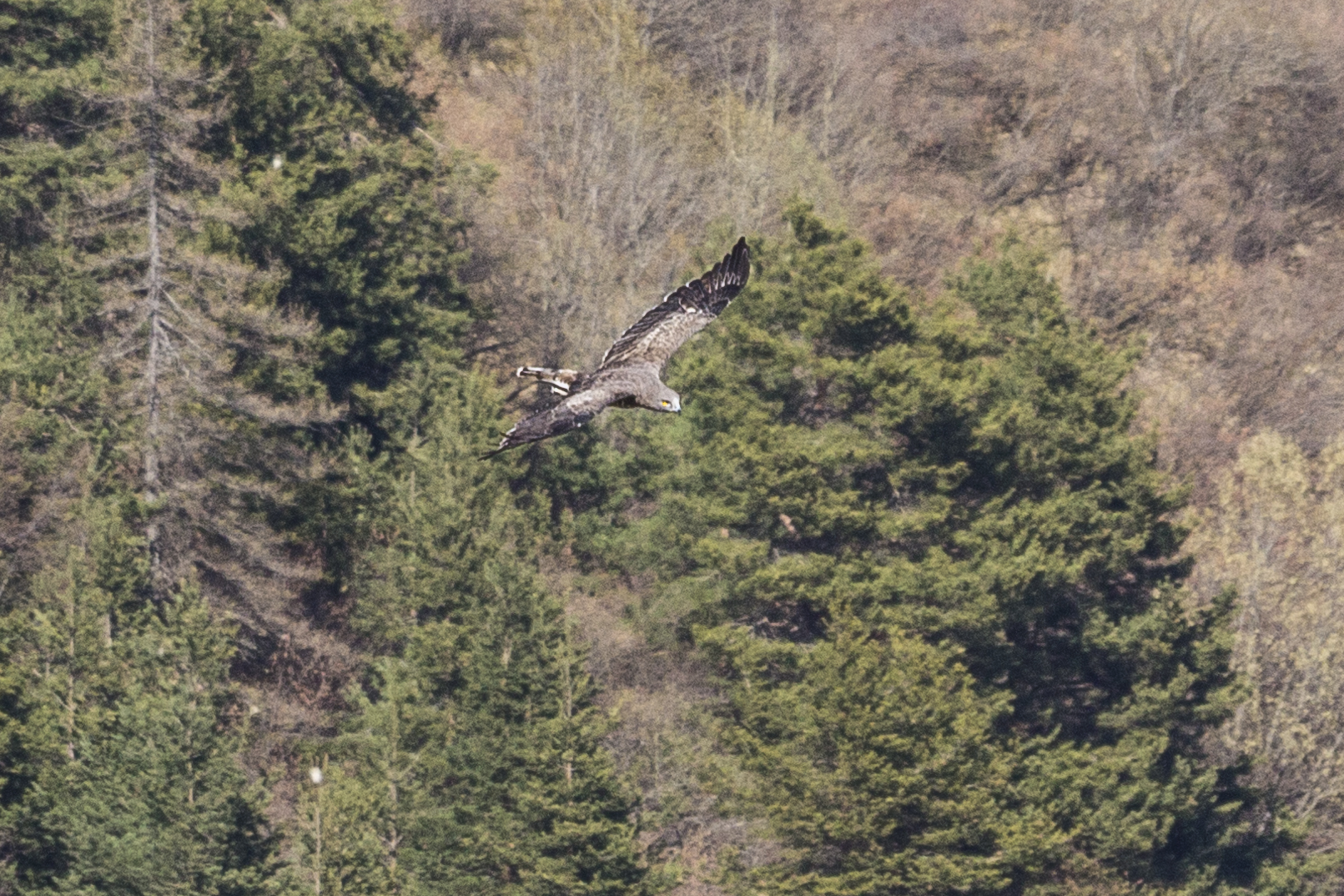 Ligurian Alps - Biancone
