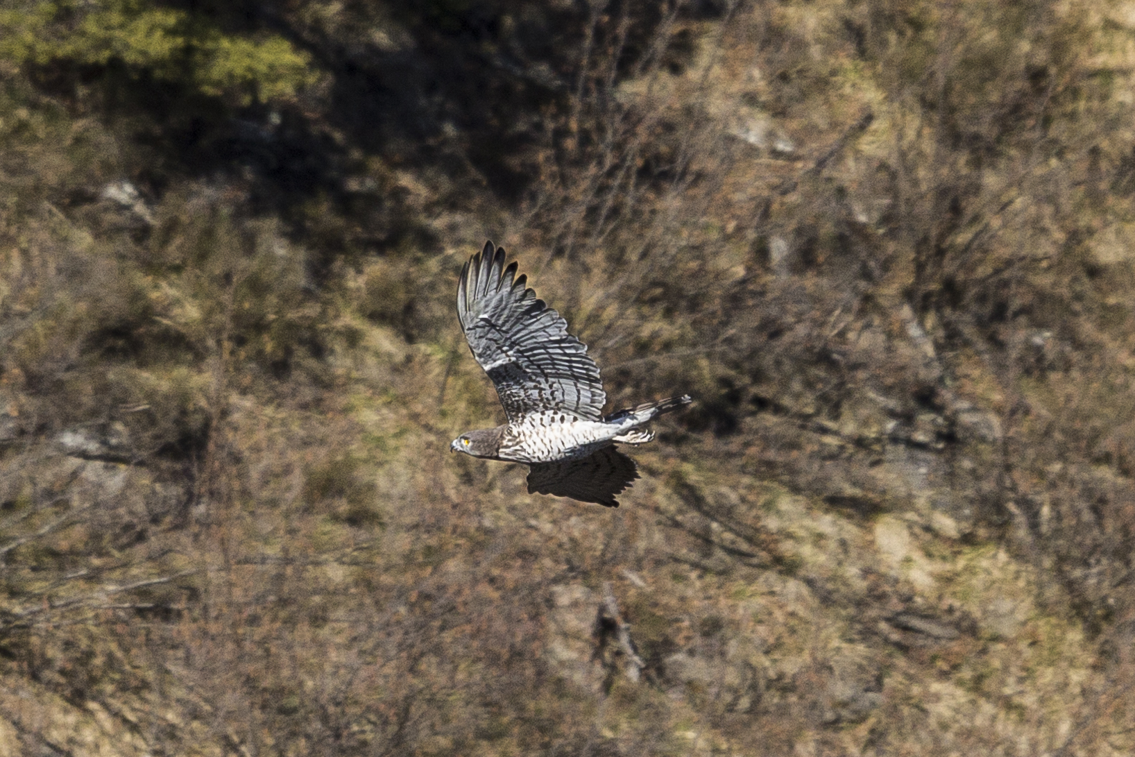 Alpi Liguri - Biancone