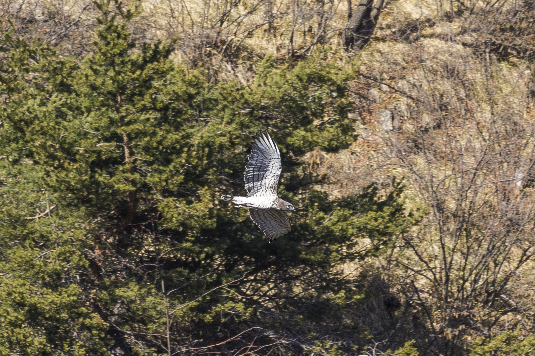 Alpi Liguri - Biancone