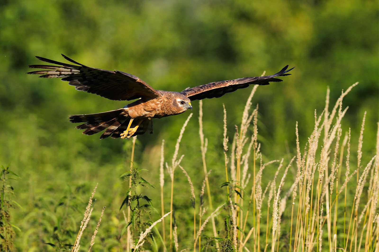 Femmina di albanella in volo