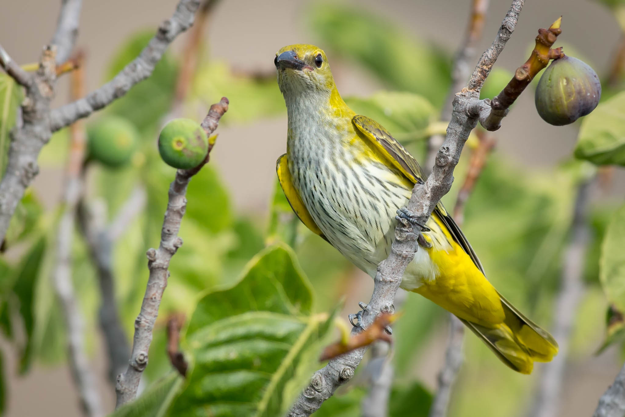 The fig tree of Oriole
