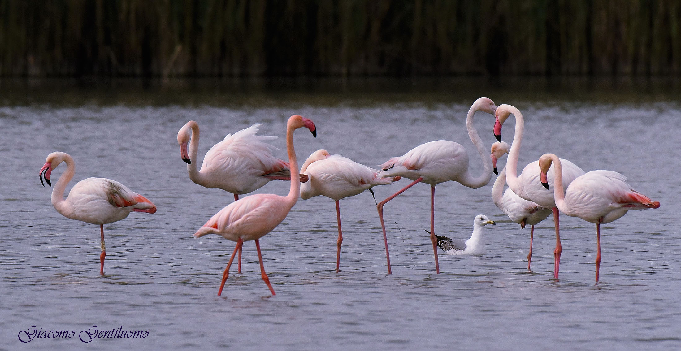 fenicotteri rosa al lago di Peretola