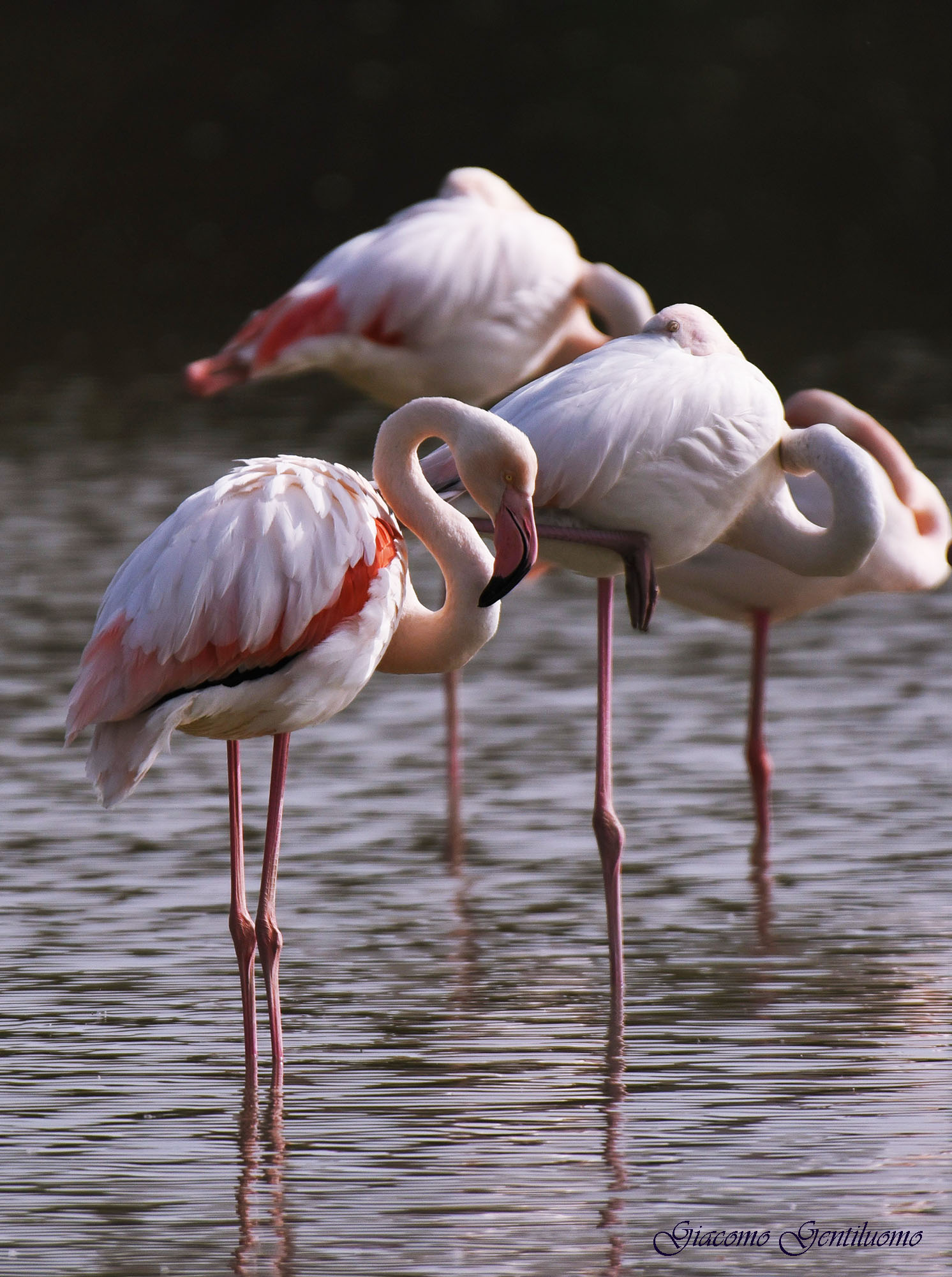 gruppo di fenicotteri rosa