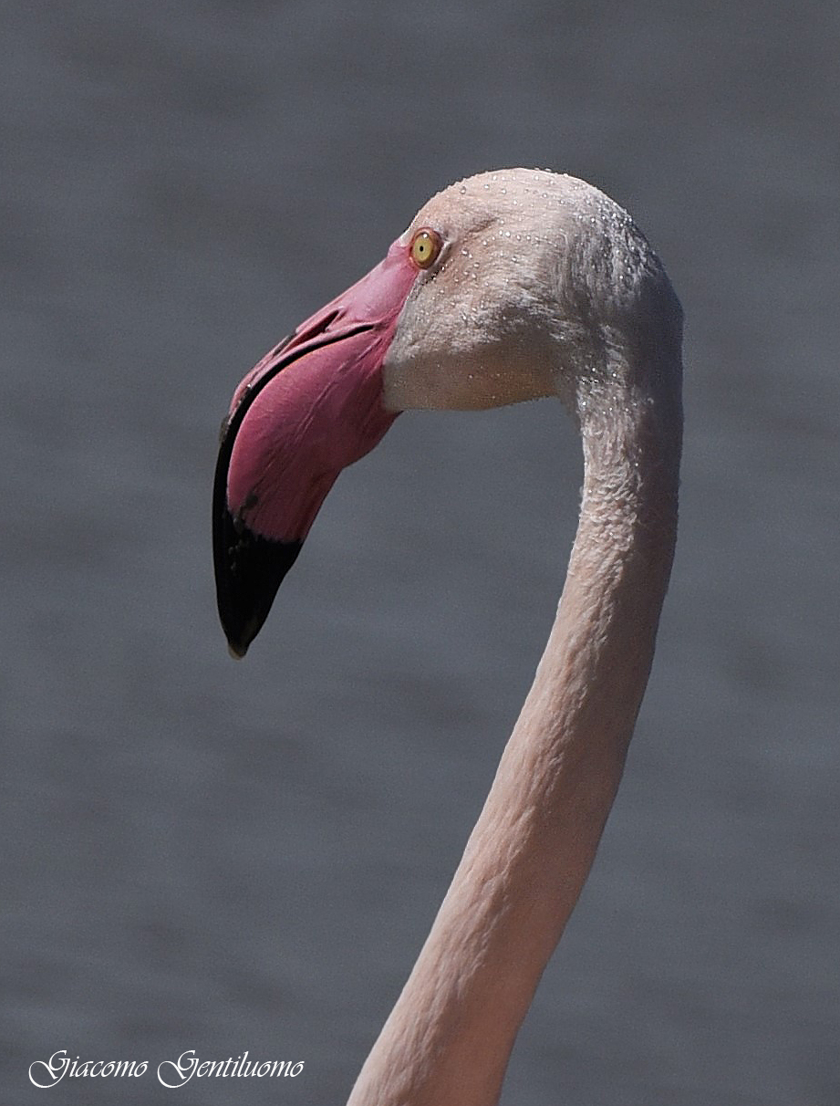 testa e becco di fenicottero rosa
