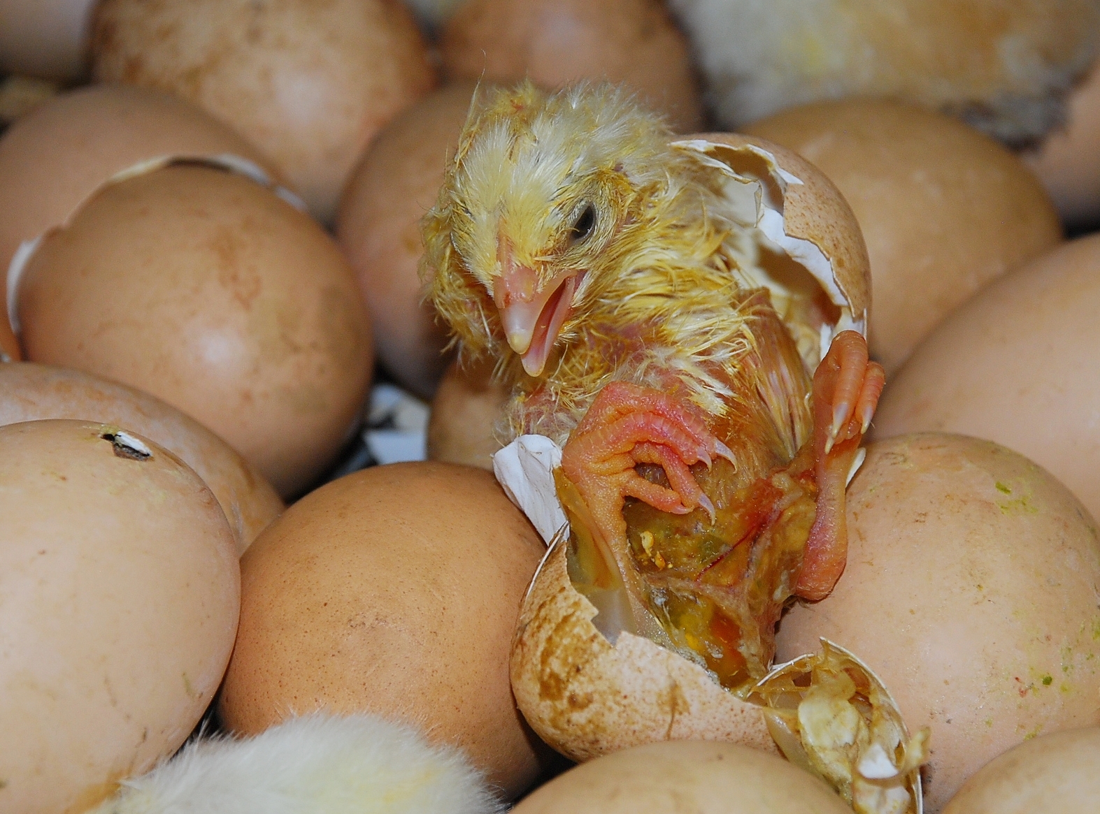 The birth of a chick