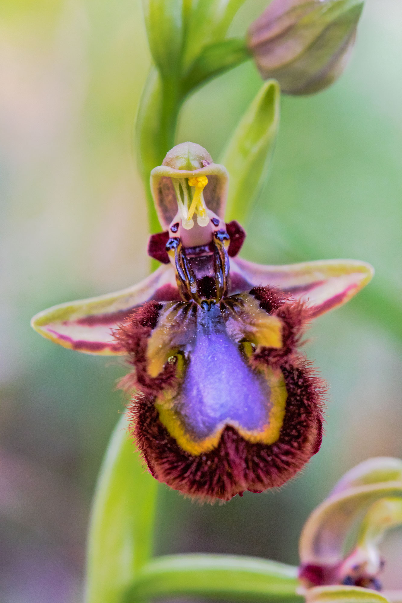 ophrys speculum