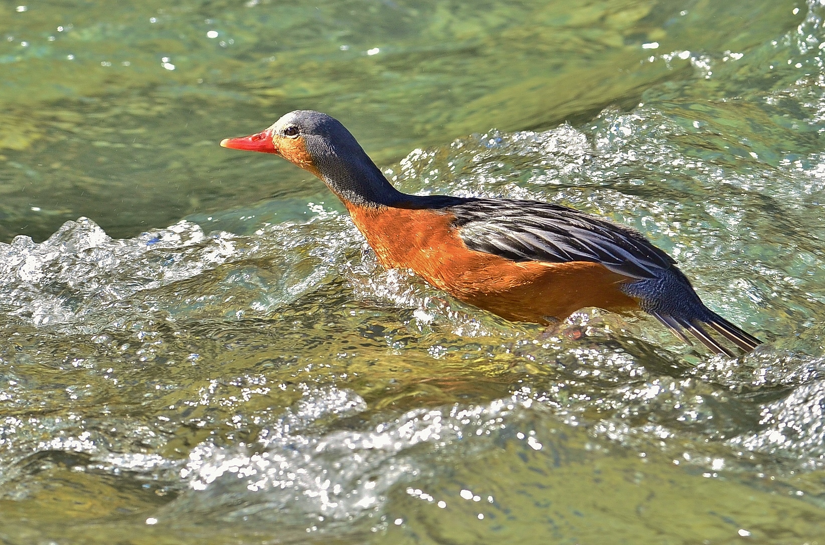 The pato de torrent