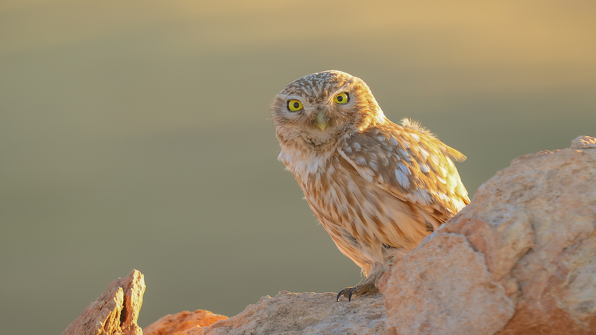 Little Owl / Athene noctua
