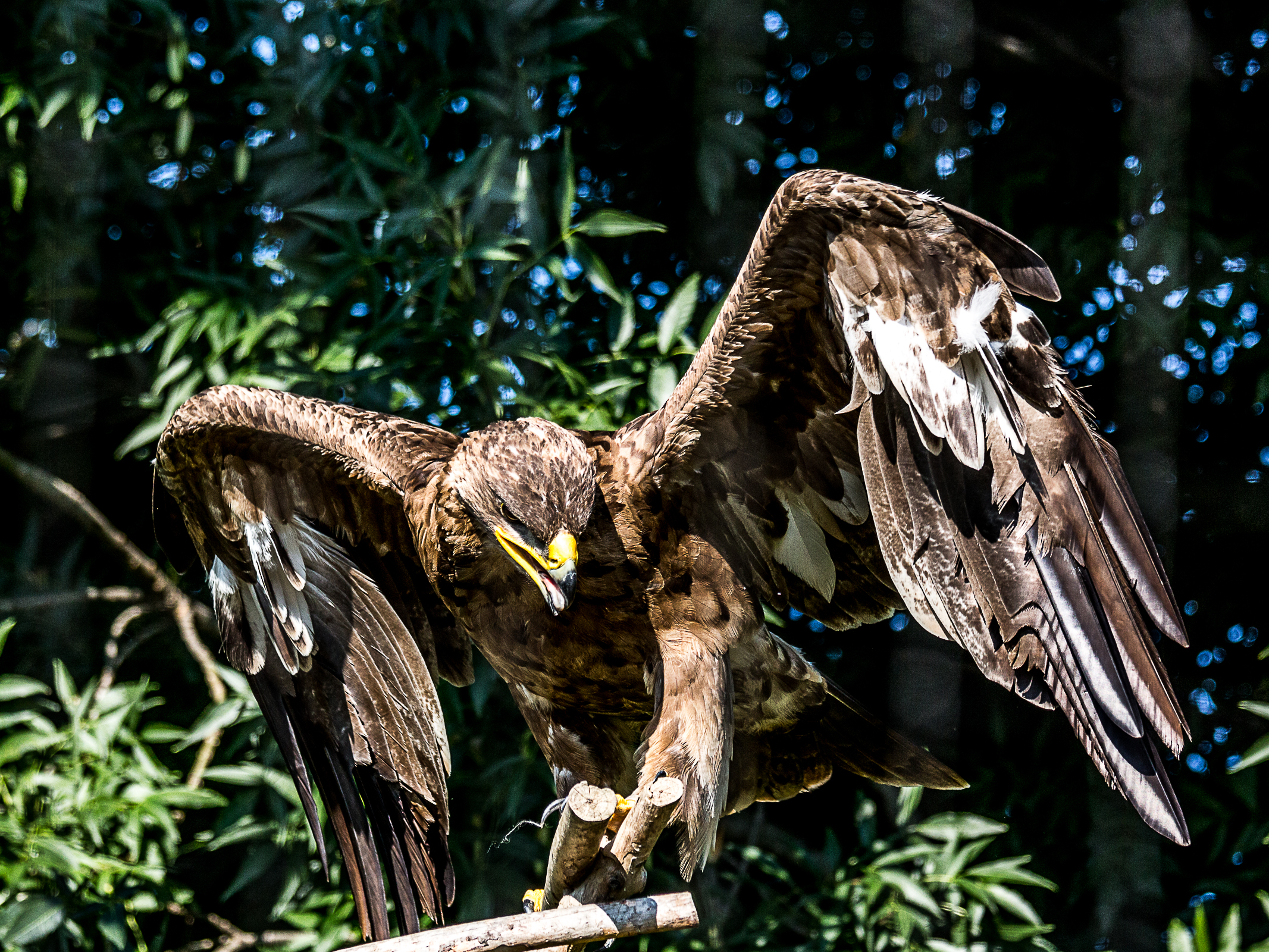 Eagle in captivity