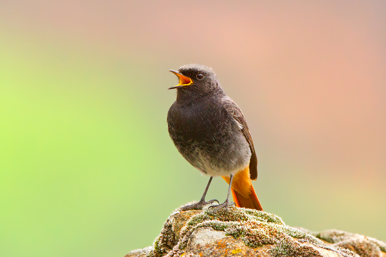black redstart