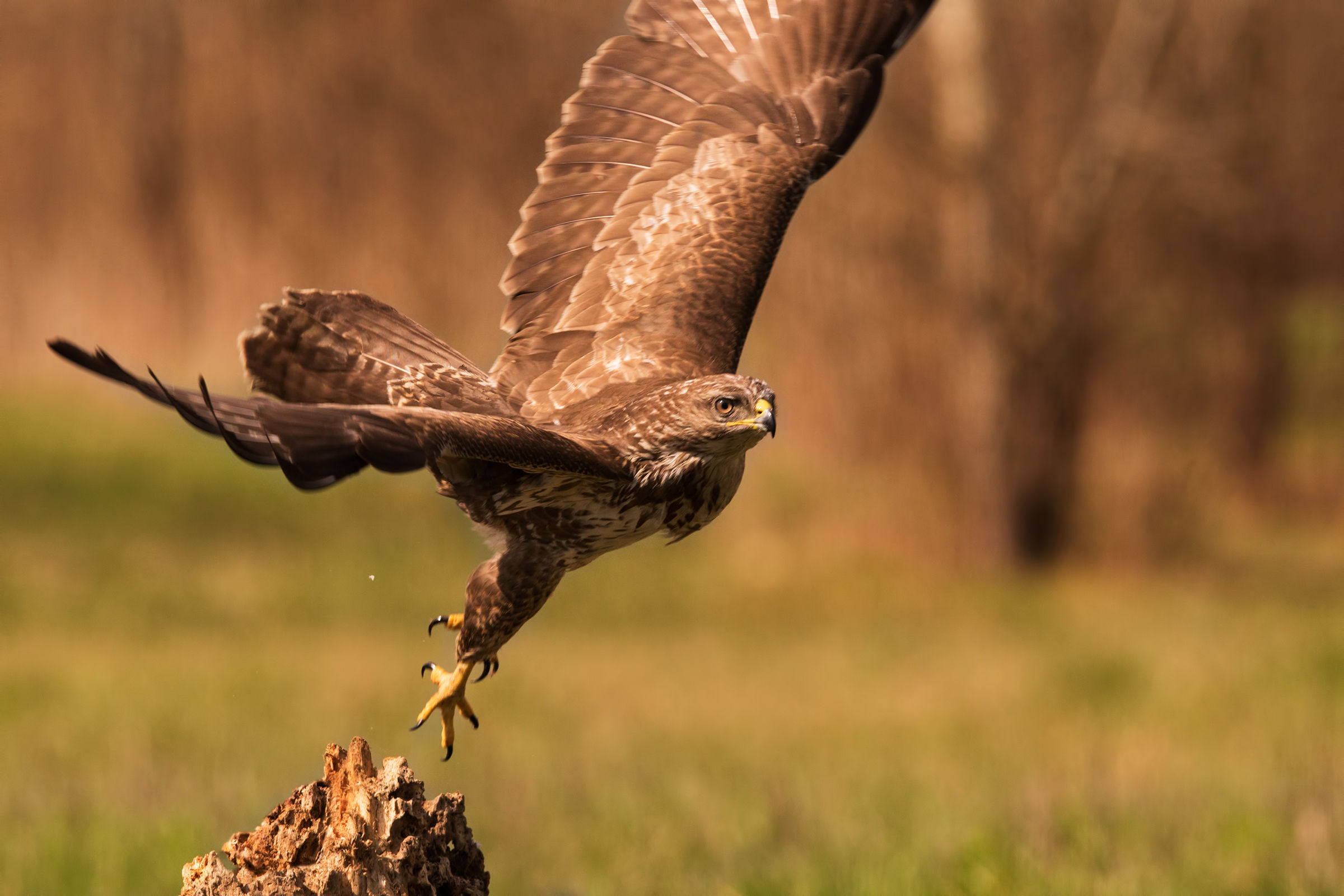 Buzzard, the detachment!