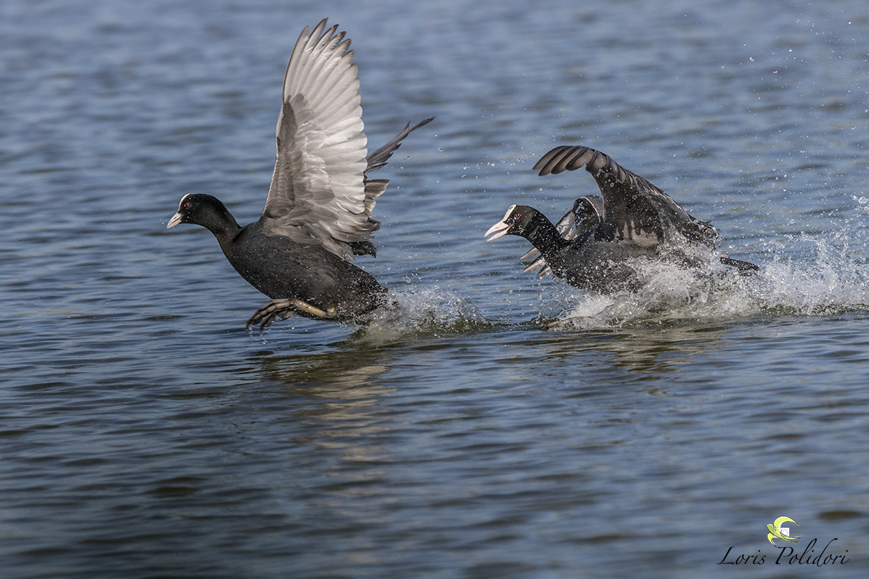 inseguimento tra folaghe