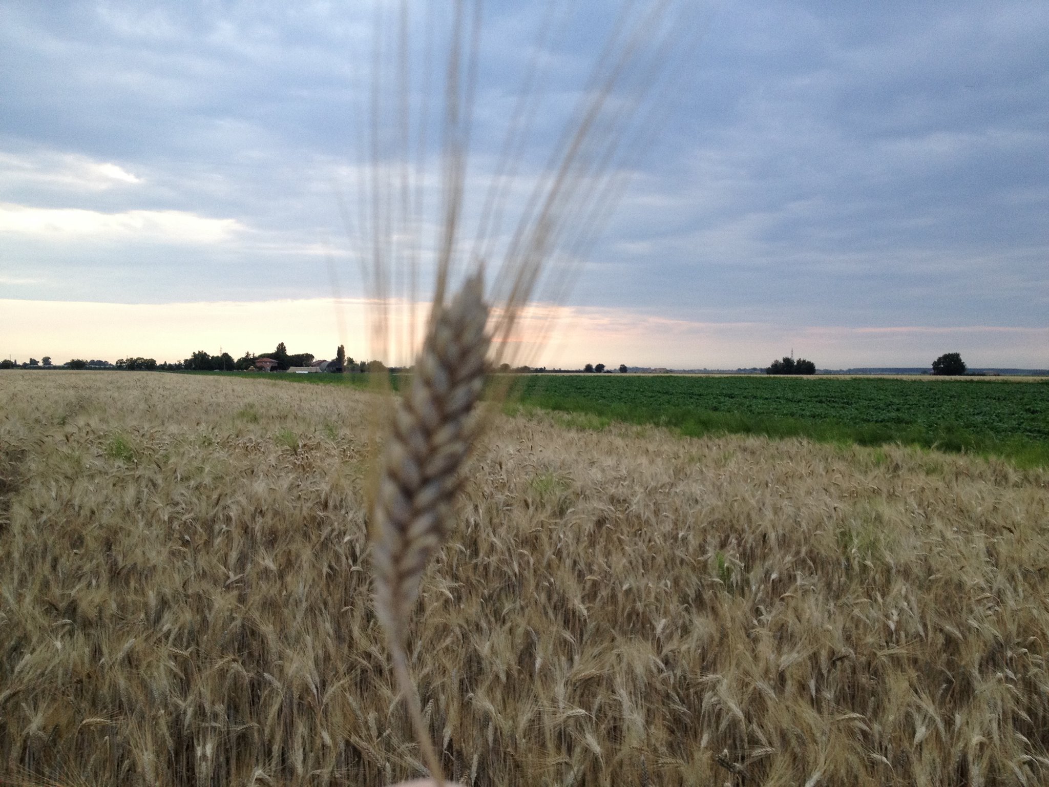 wheat field