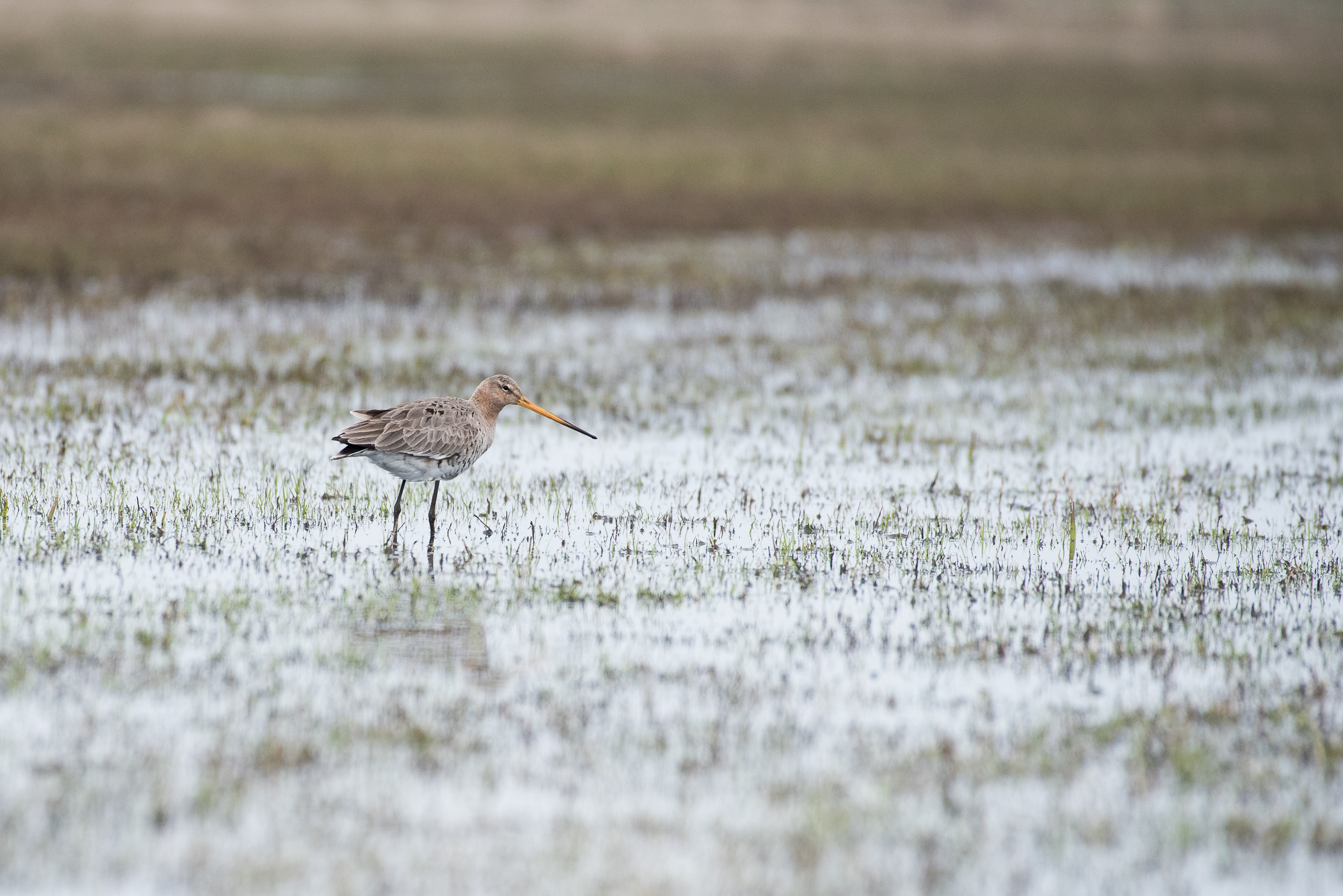 Godwit on a cloudy day.