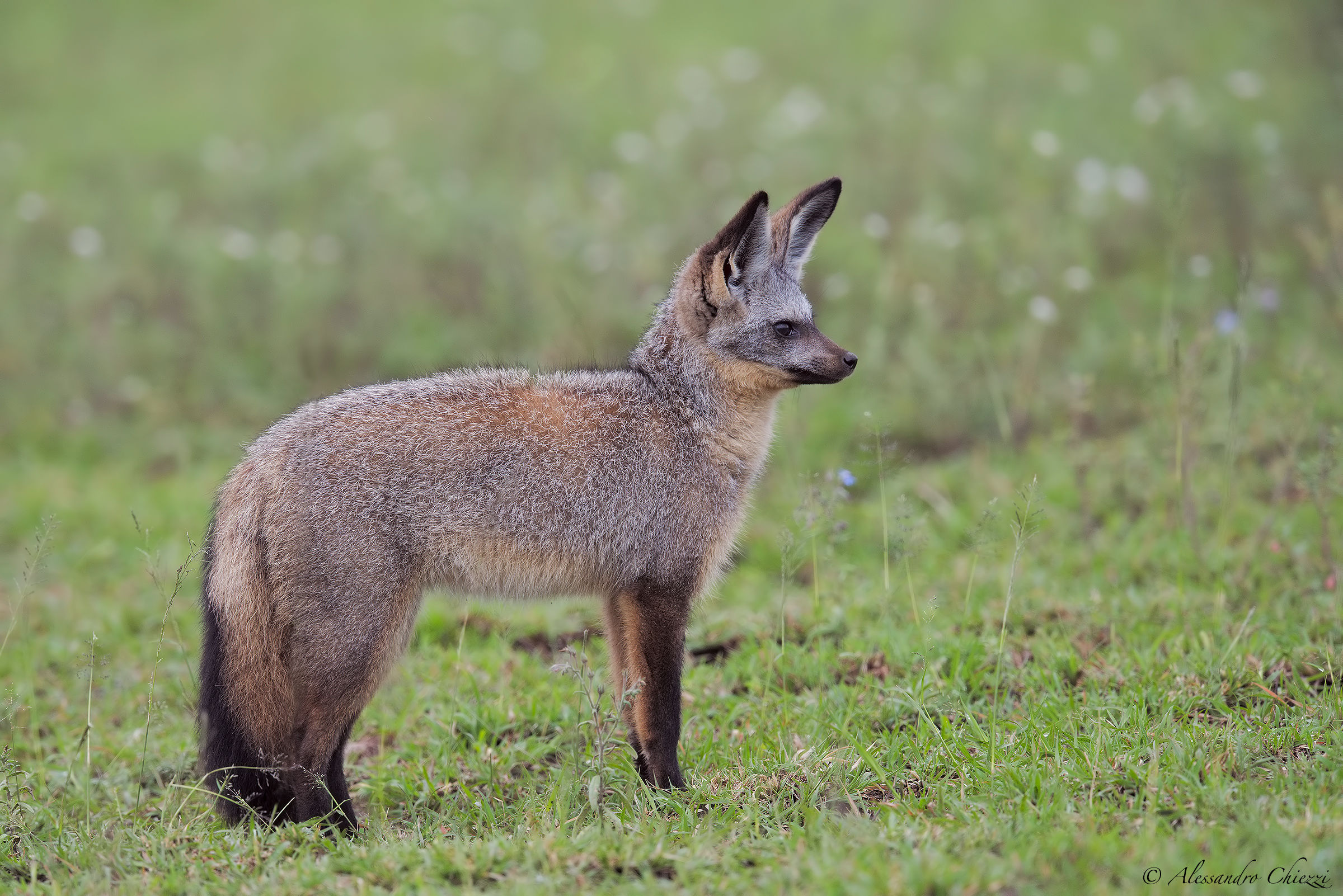 Bat-eared Fox