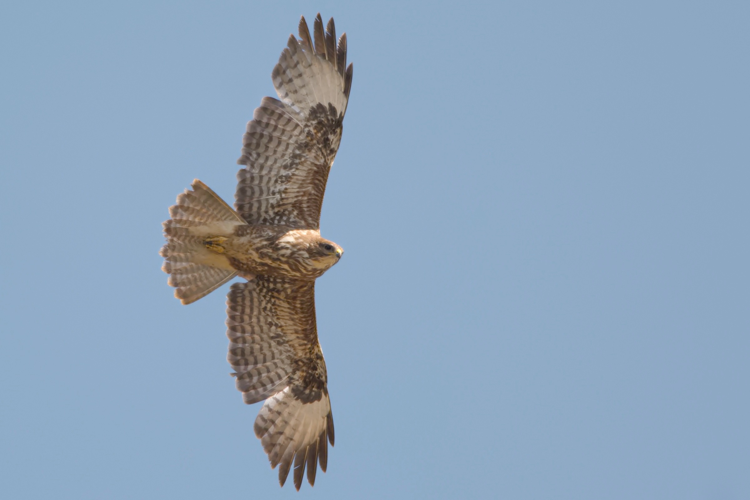 Buteo buteo