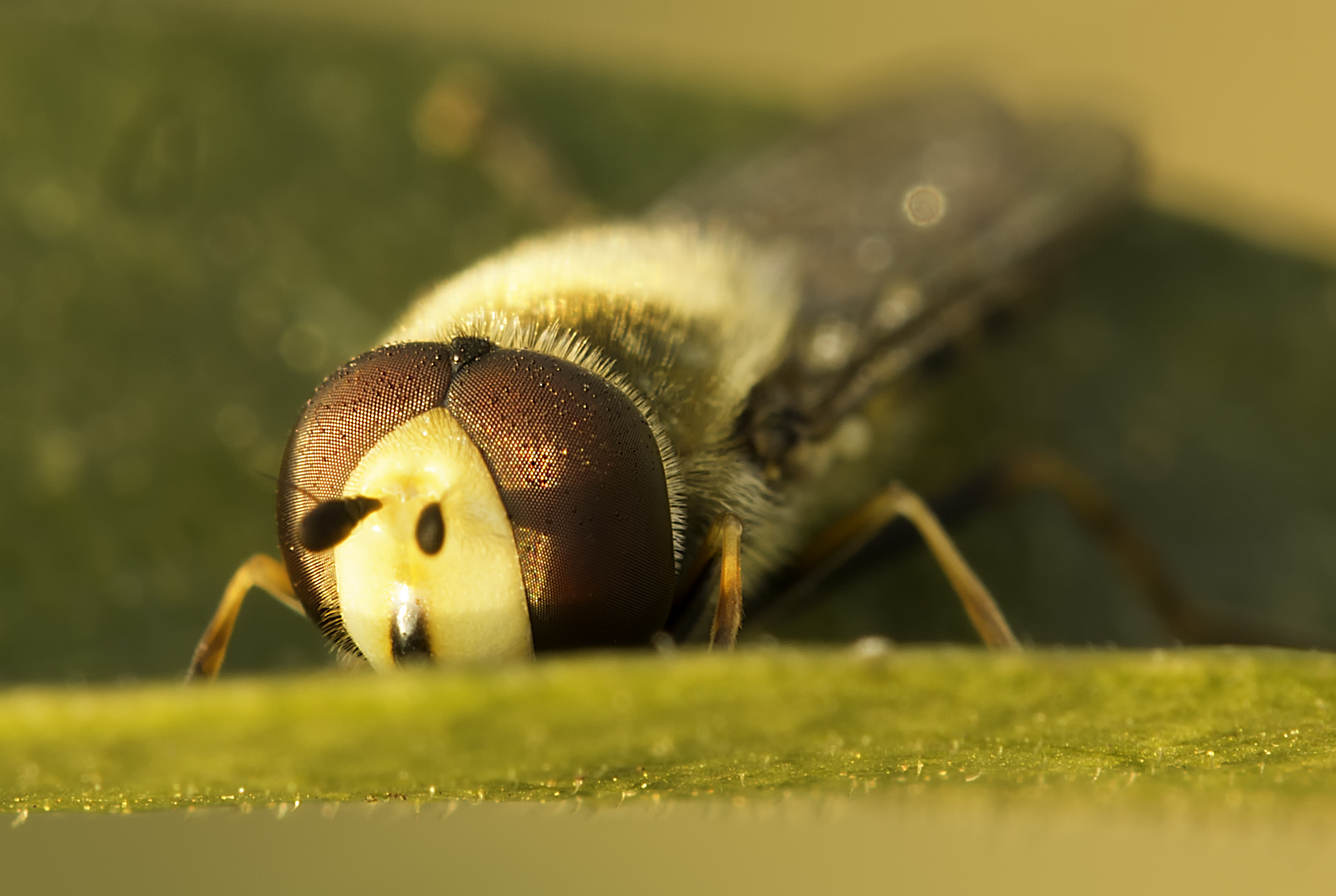 Episirphus balteatus