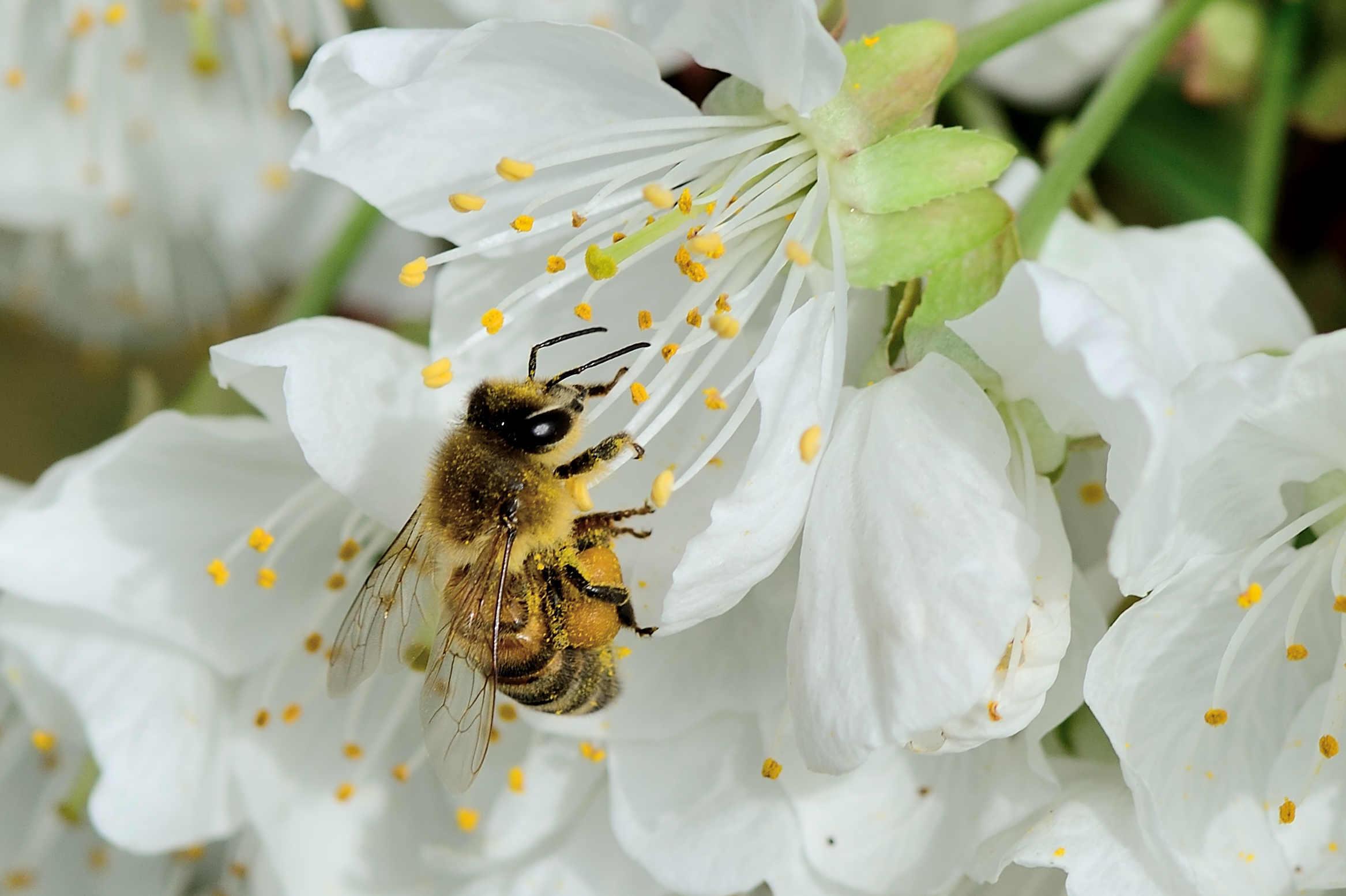 worker bee on cherry: arduous work