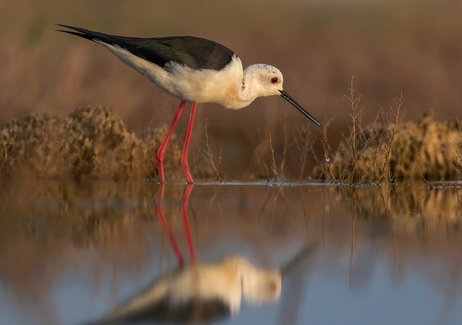 Himantopus himantopus