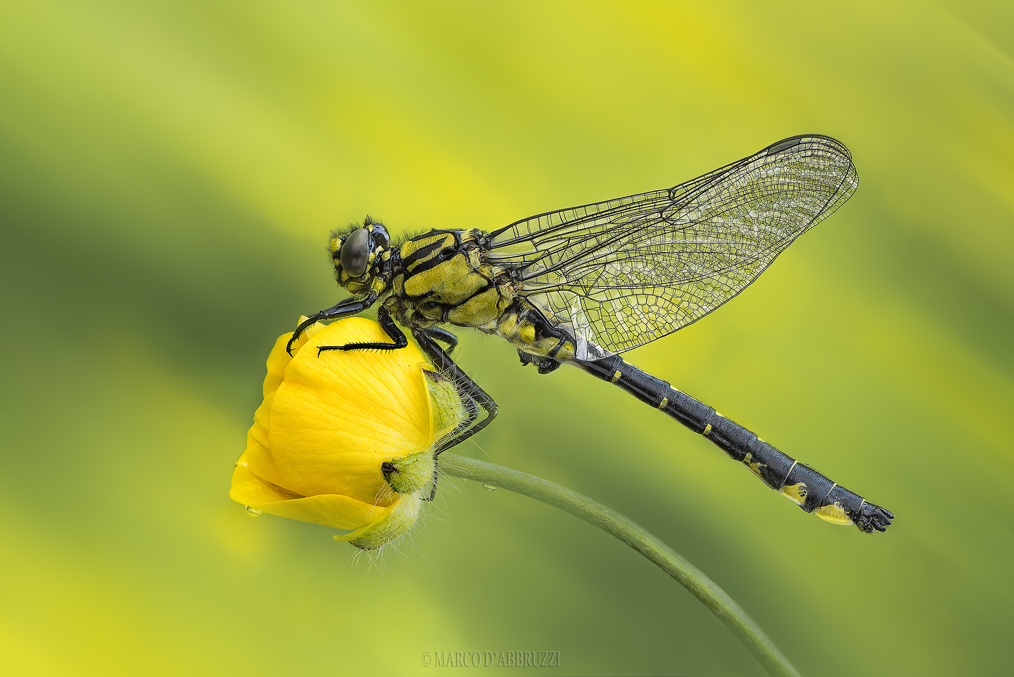 Gomphus vulgatissimus