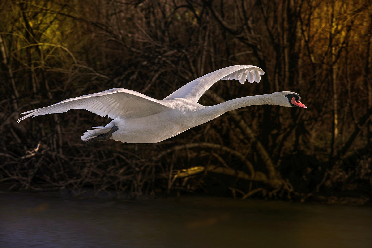 swan flying