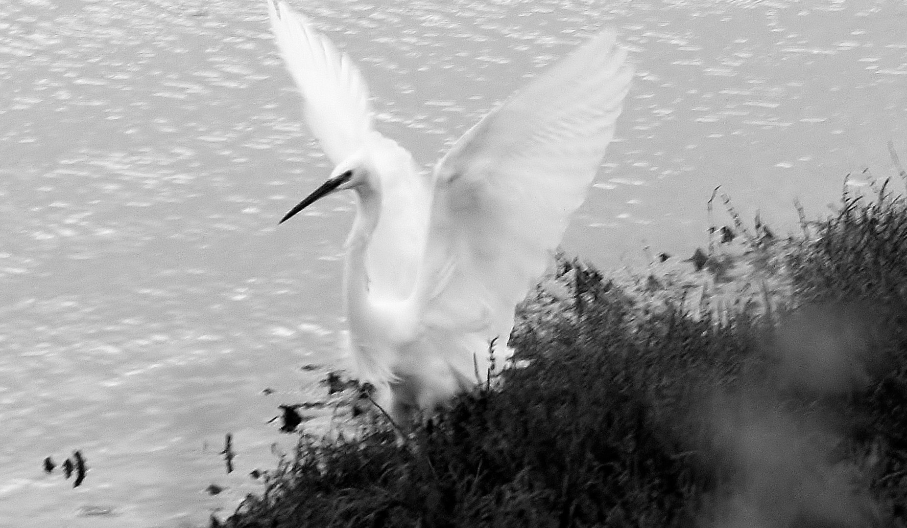 airone bianco maggiore.