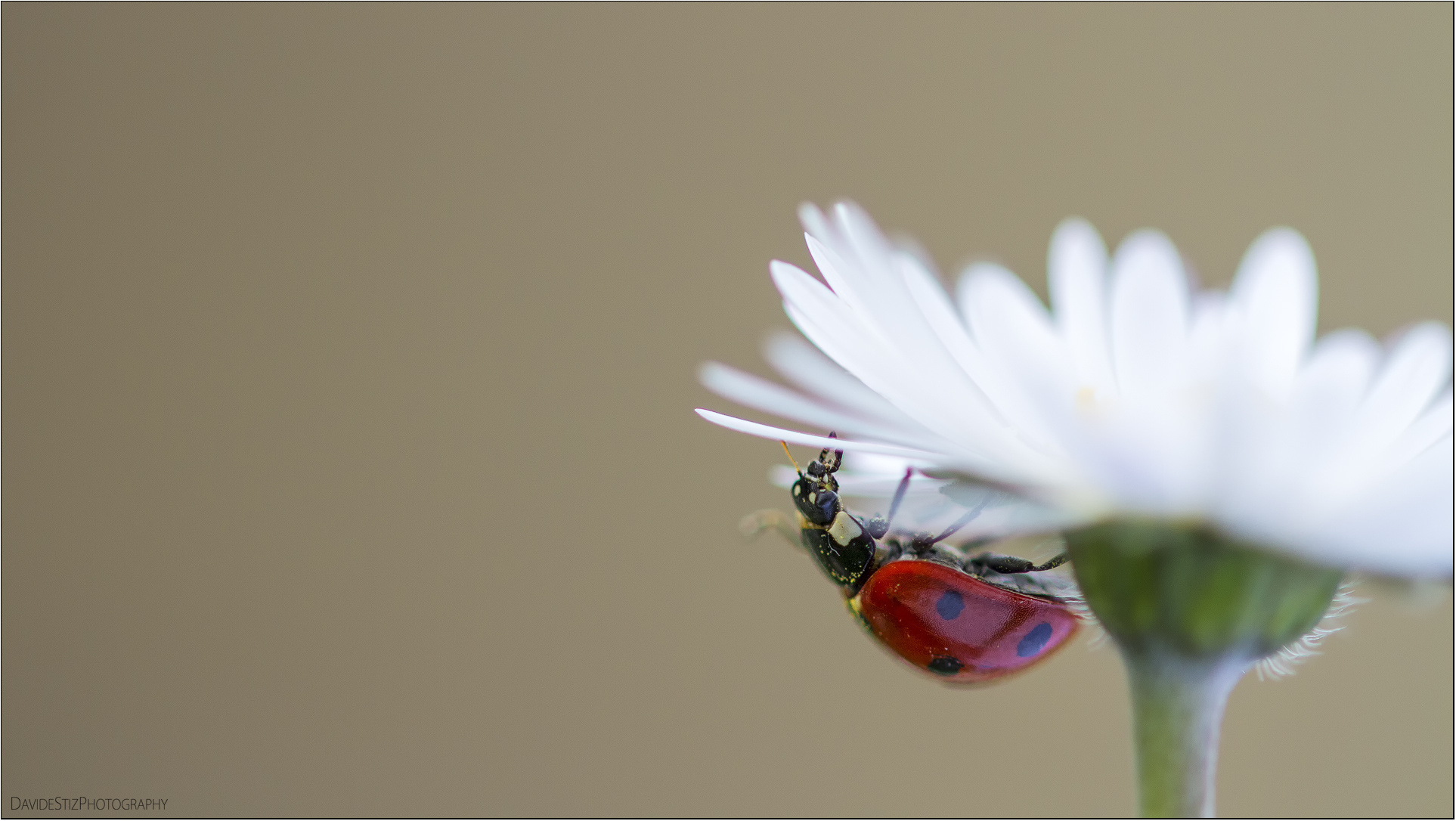 ladybug