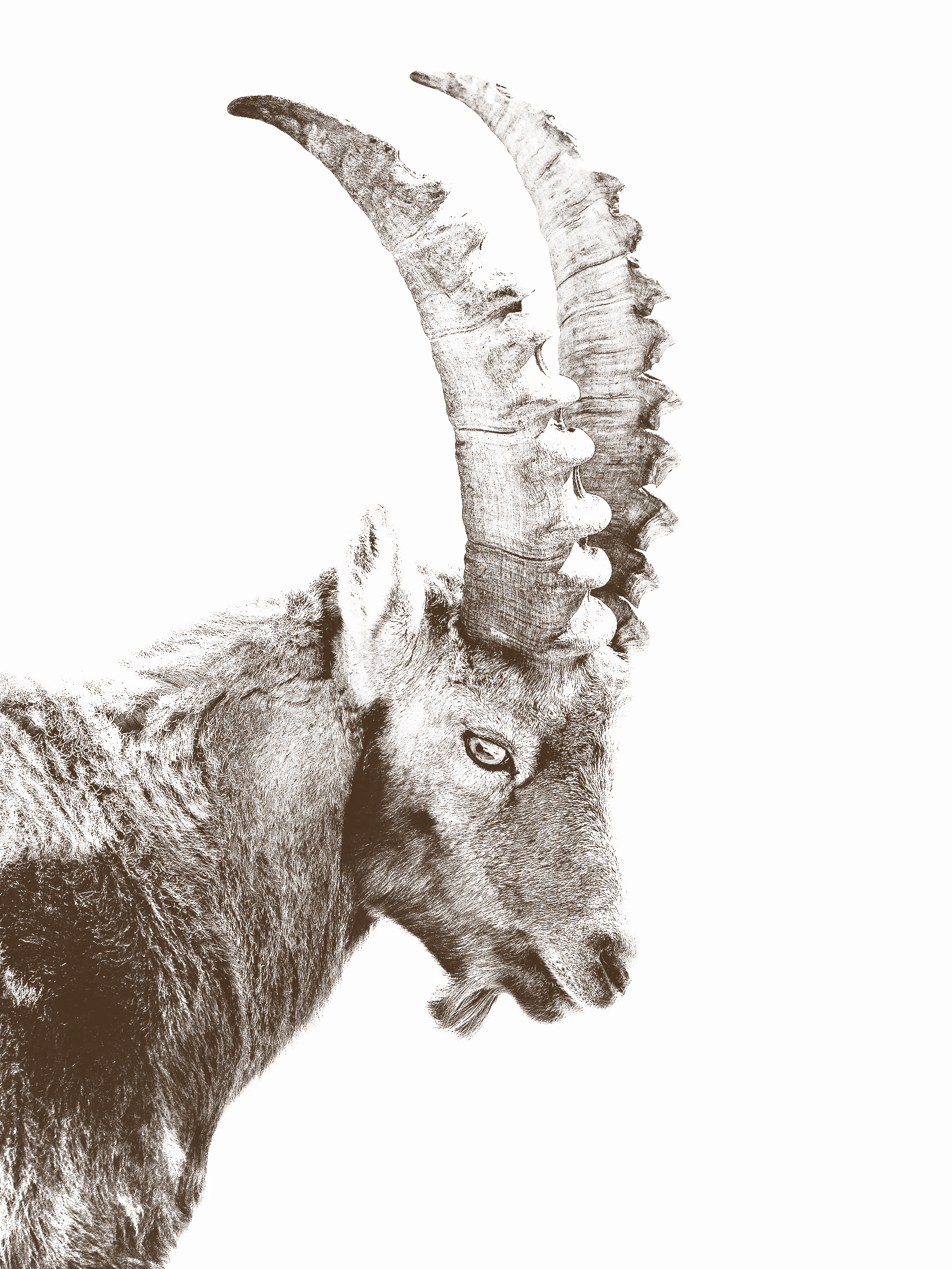 Ibex