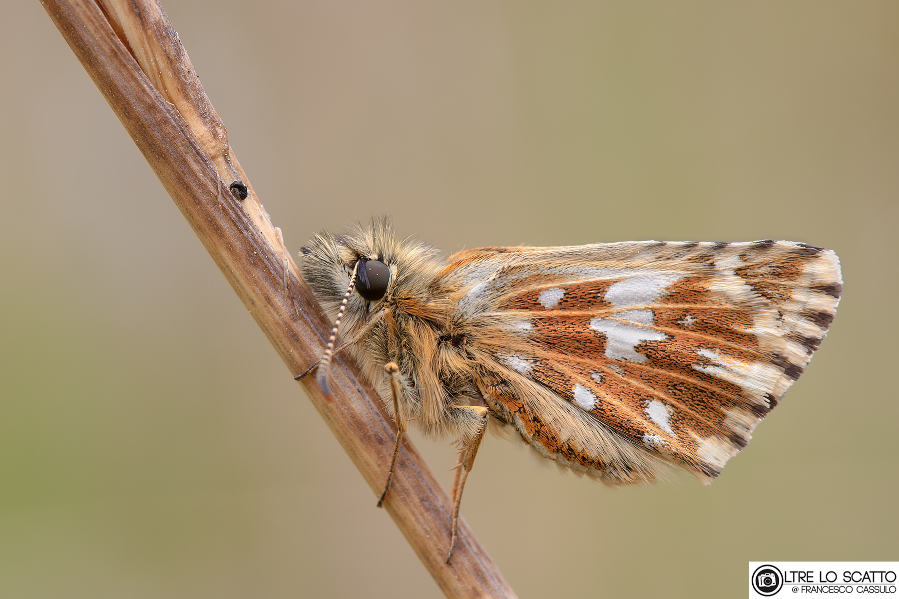 Pyrgus malvoides (Elwes & Edwards, 1897)